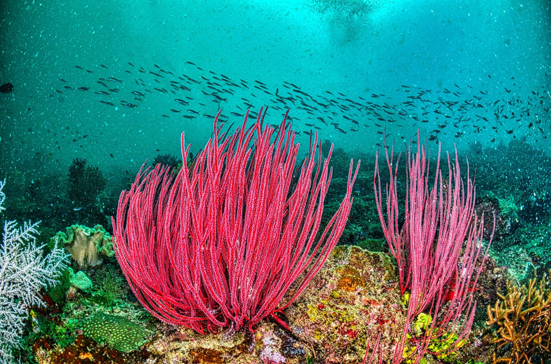 Top Dive Sites in Alor: Ranked Guide for 2026