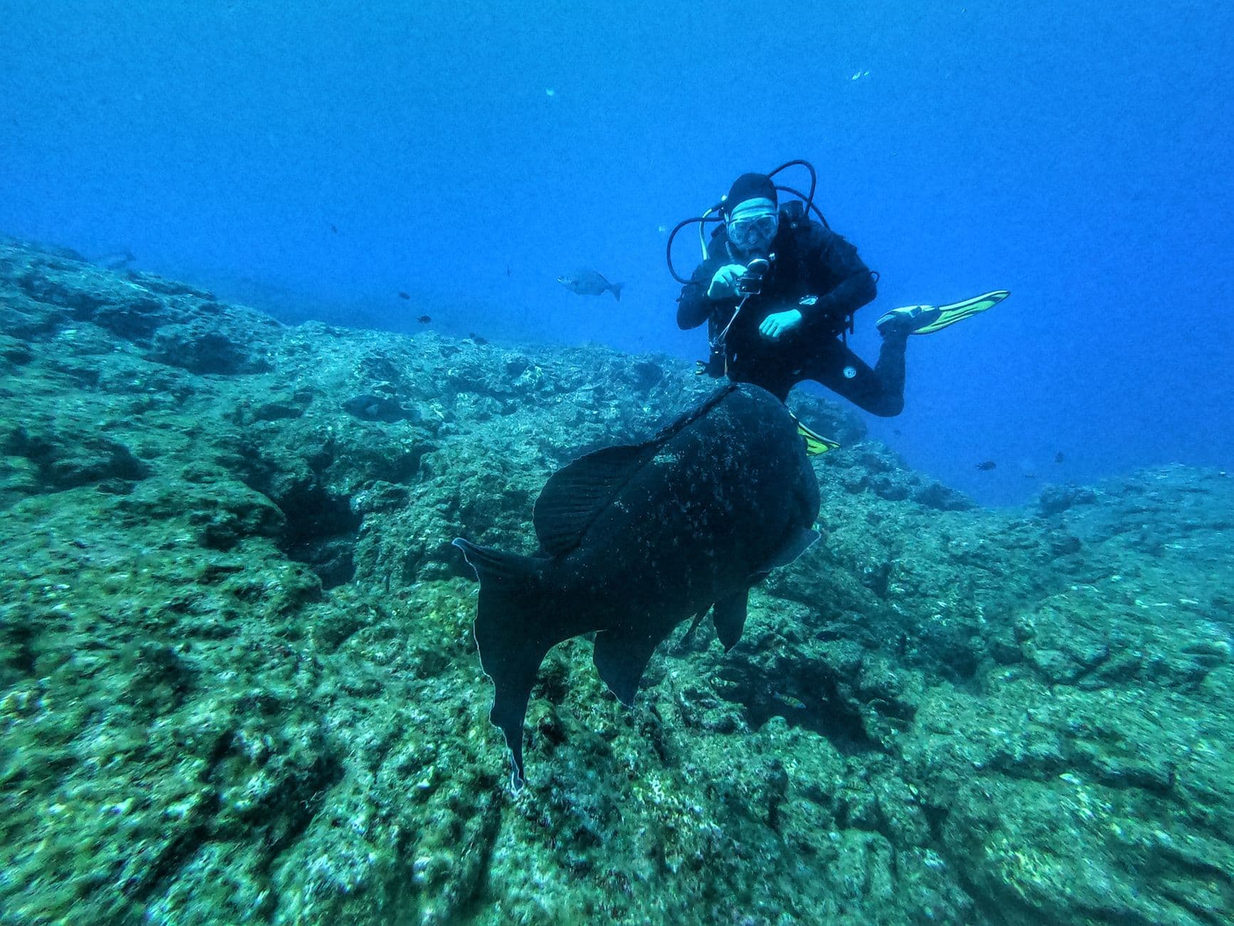 The Complete Azores Diving Guide: Sites & Species