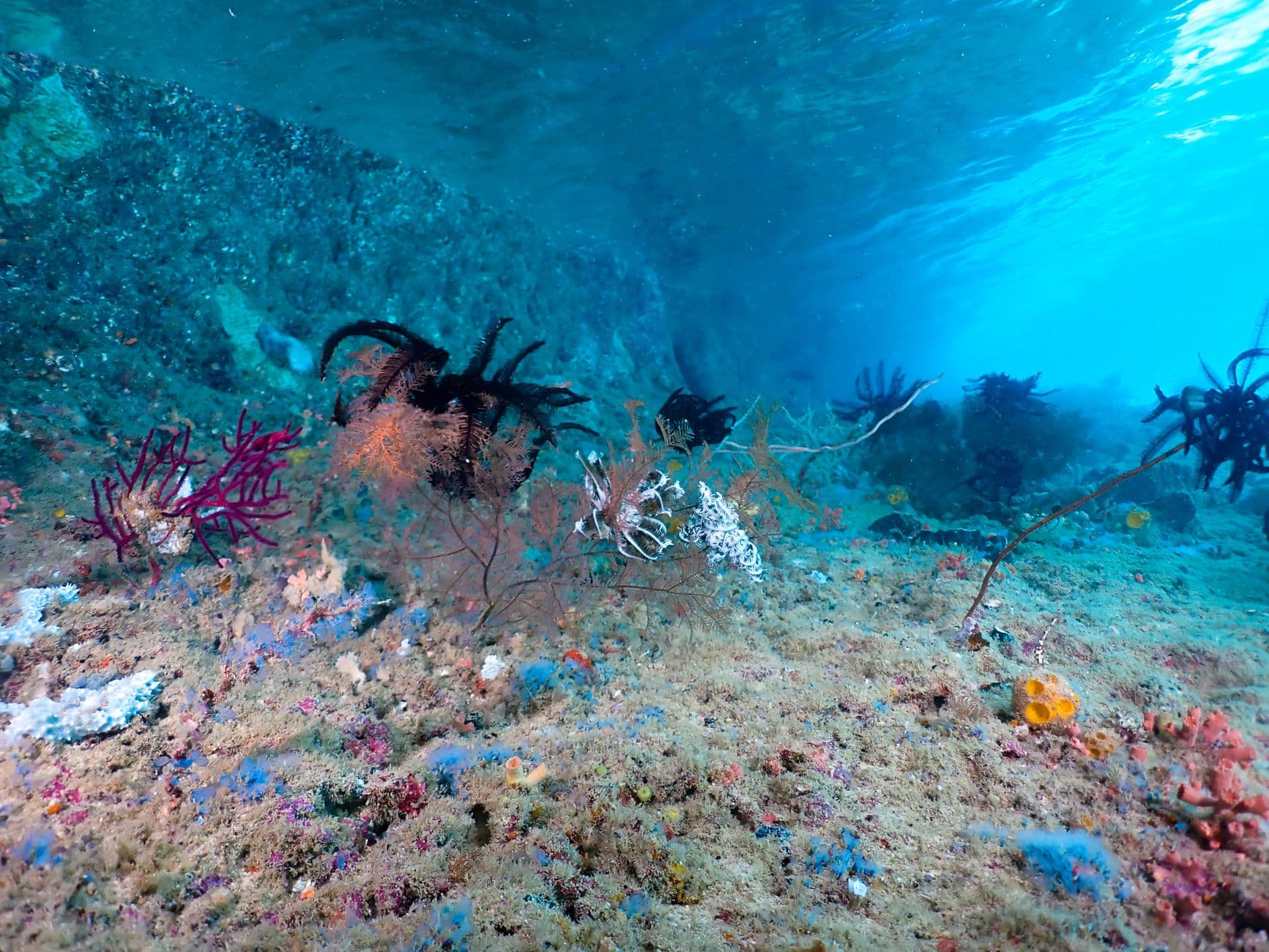 Top 7 Dive Sites in the Azores: A Beginner's Guide