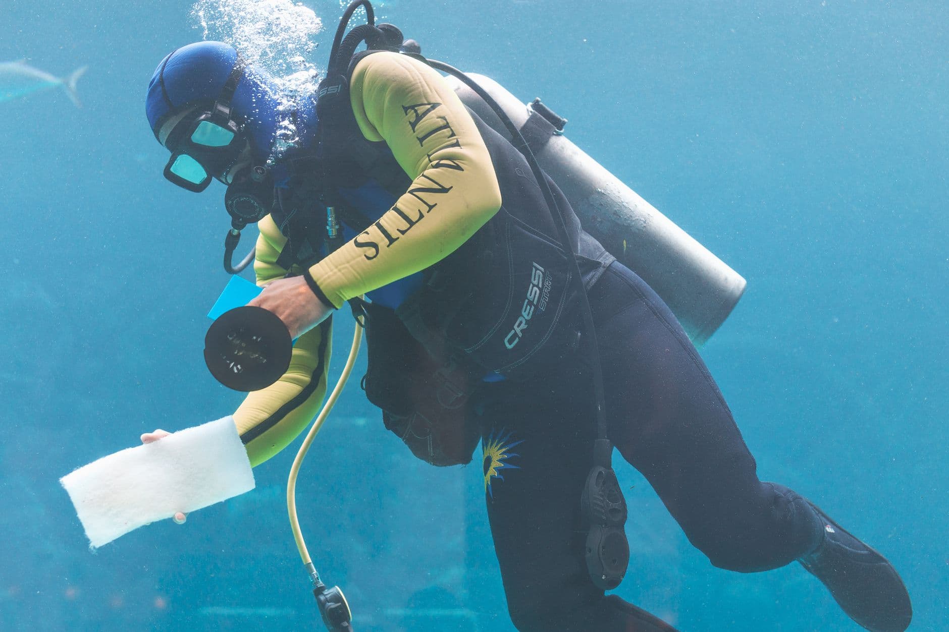 Diving the Bahamas: Complete Guide to Exumas & Eleuthera
