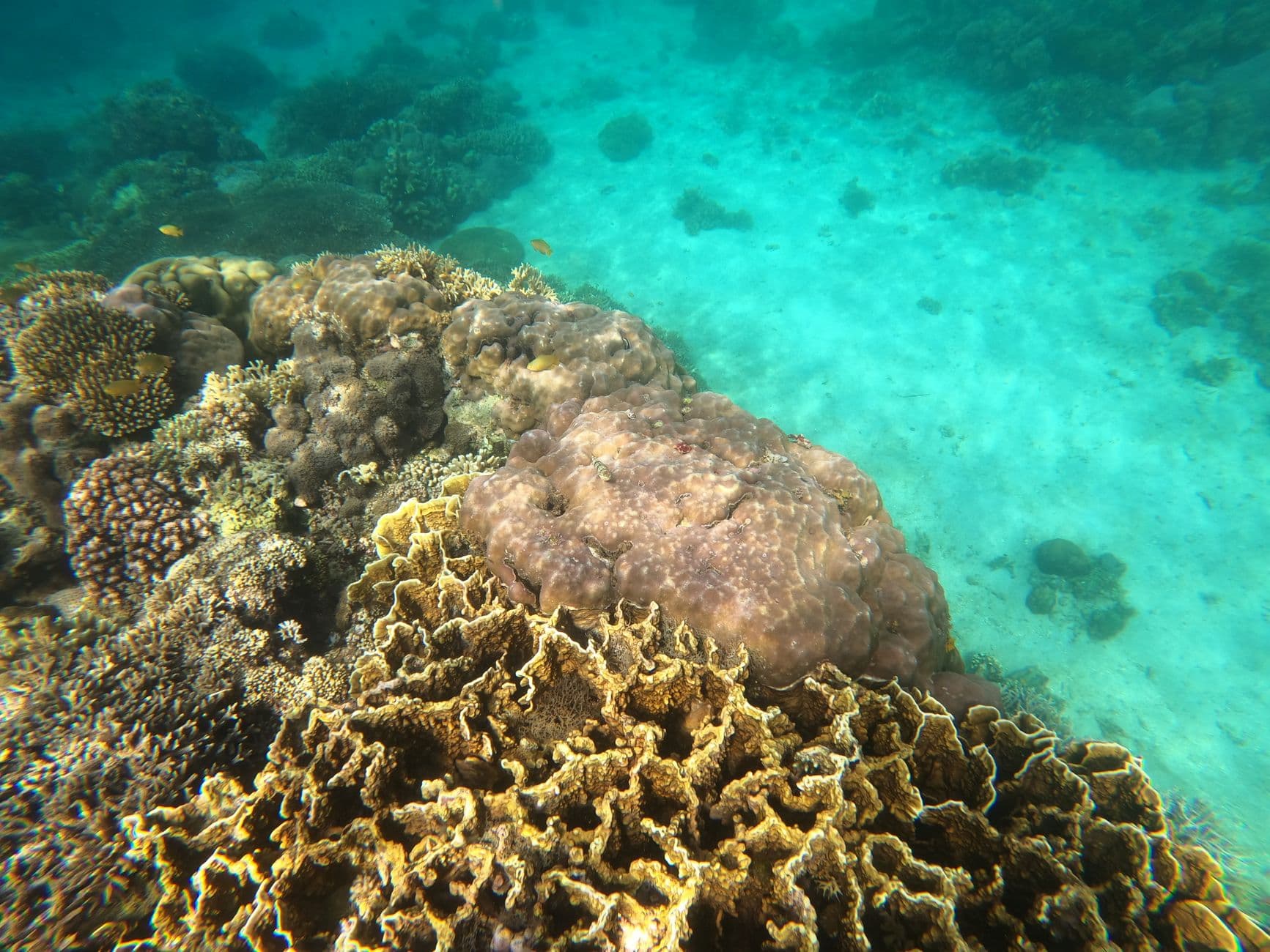 Top Dive Sites in the Banda Islands: Ranked Guide for 2026