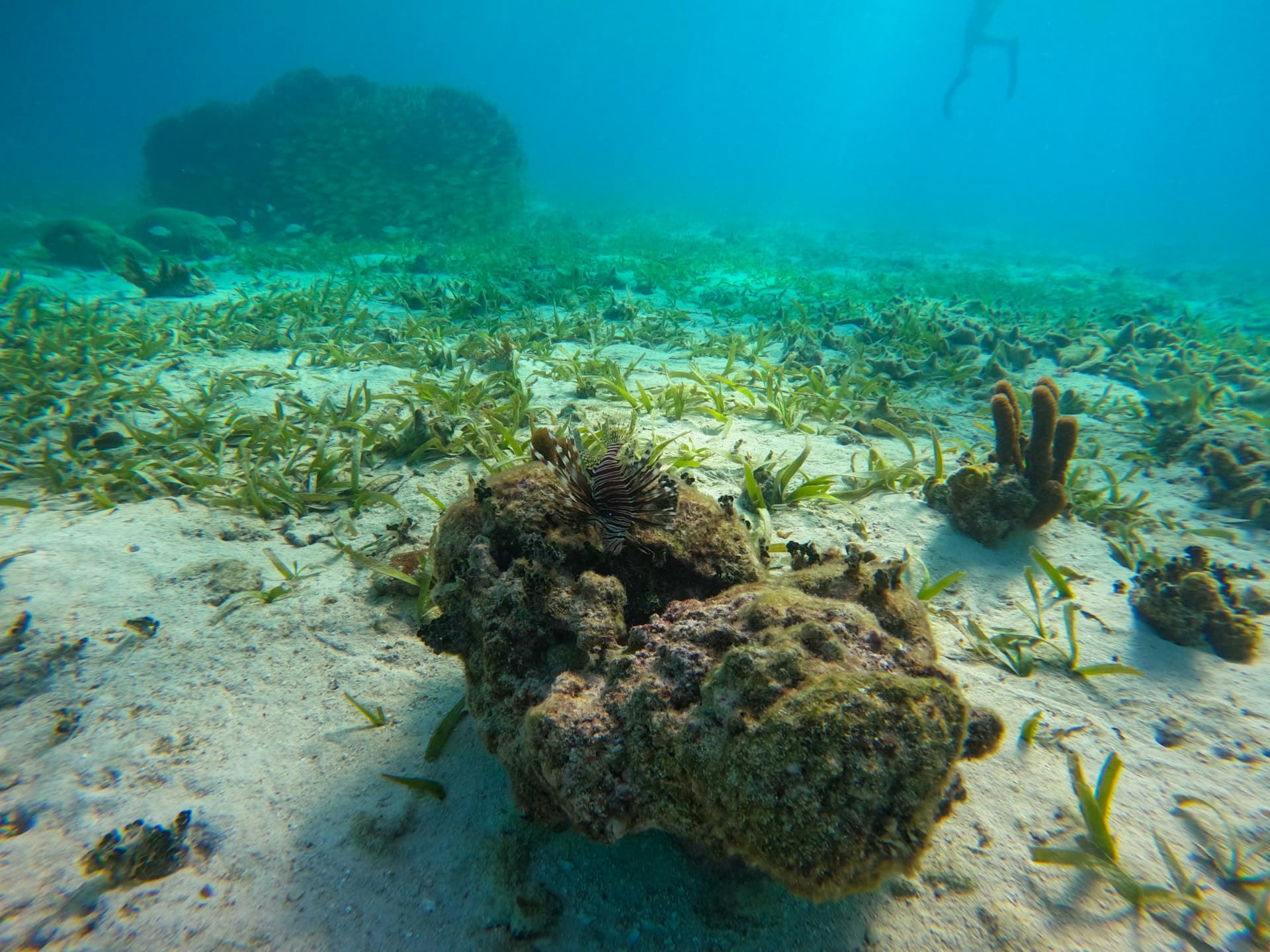 Diving Belize: Complete Guide to the Caribbean's Best Kept Secret