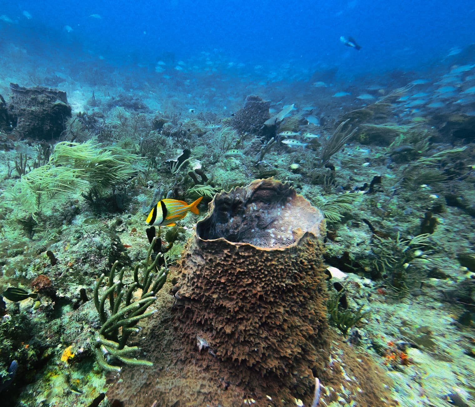 Top 10 Dive Sites in Belize: A Complete Guide