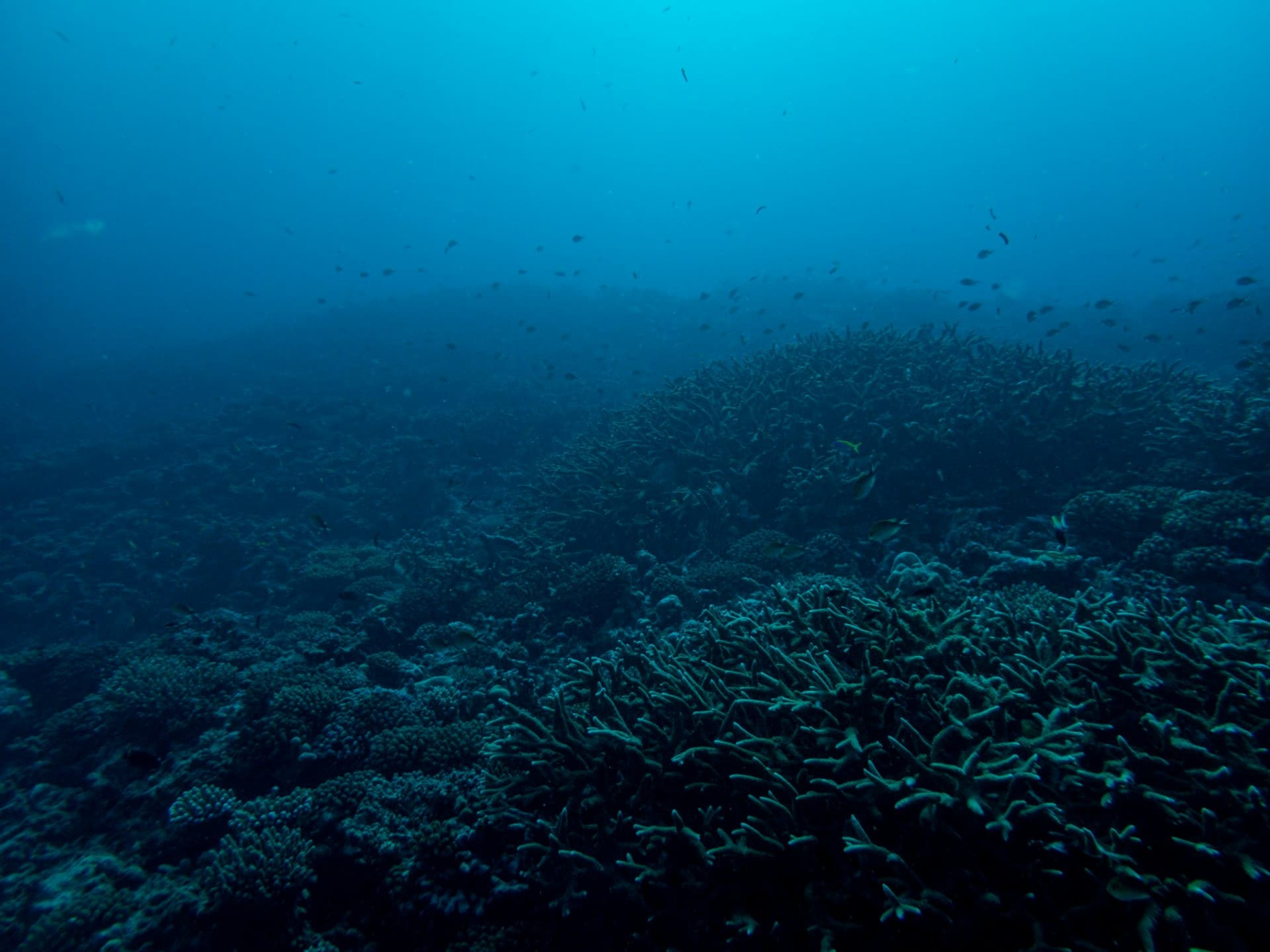 Los 10 Mejores Sitios de Buceo en Cozumel — Ranking de Buzos Locales