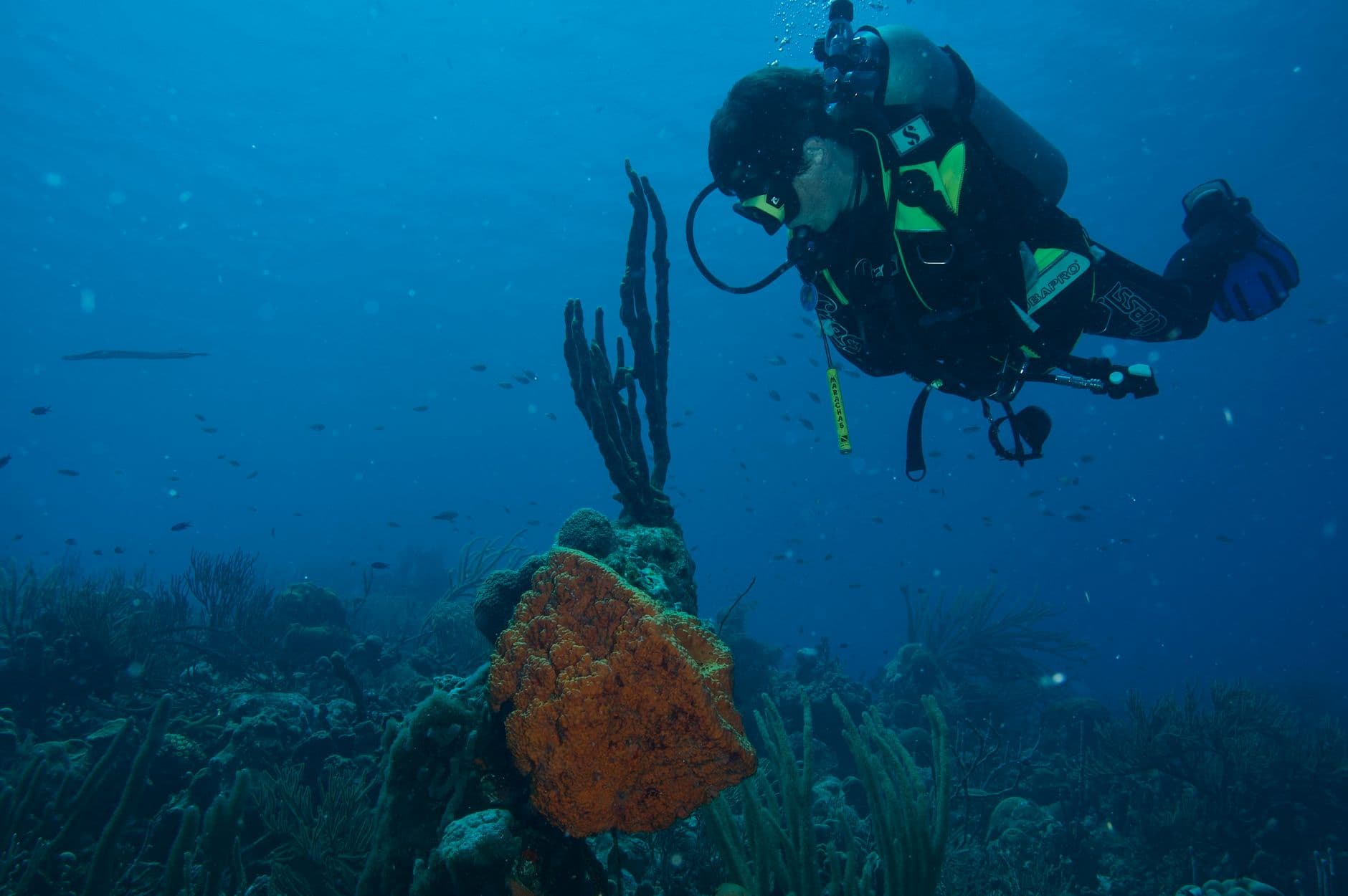 Top 7 Dive Sites in Bonaire: Shore Diving at Its Best