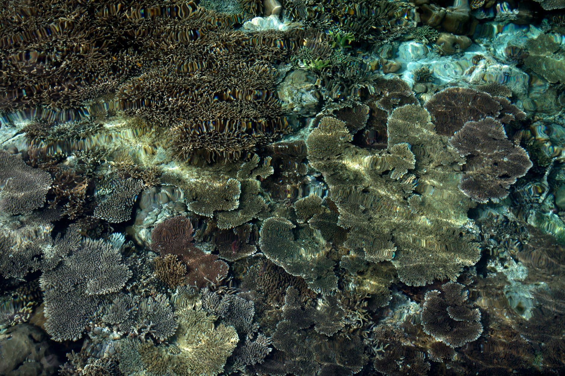 Top 10 Dive Sites in Sipadan & Mabul: From Barracuda Point to Froggyfish Lair