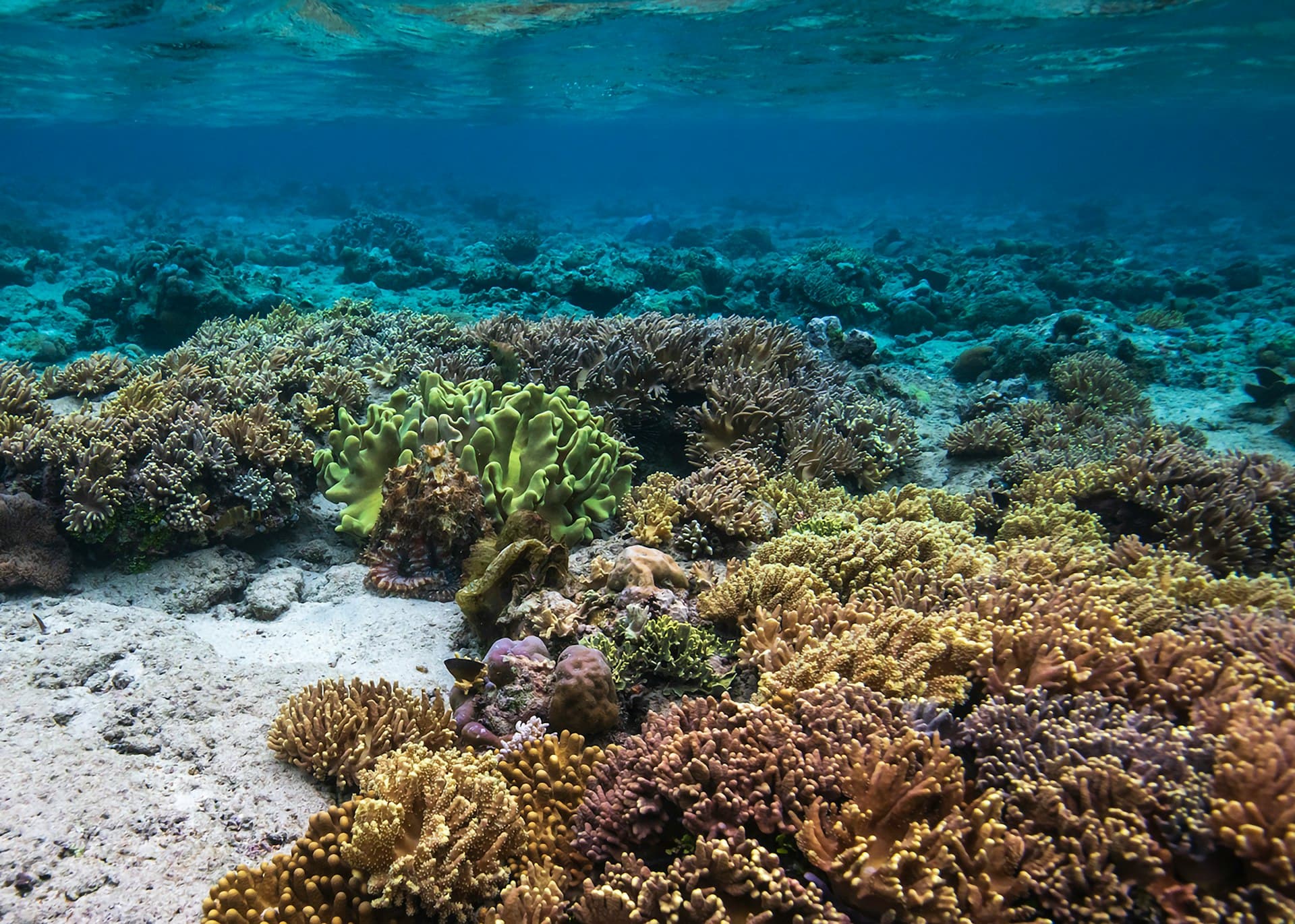 Top 10 Dive Sites in Bunaken: A Complete Guide