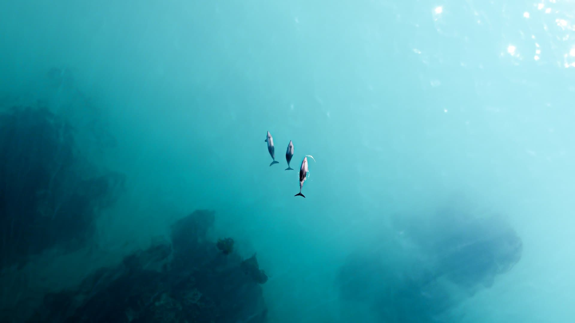 Cape Town Diving: The Complete Guide to South Africa's Cold-Water Capital