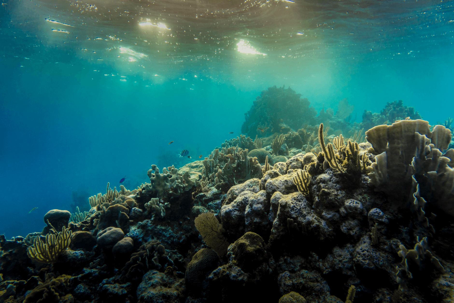 The 6 Best Dive Sites in Colombia: Hammerheads & Coral Walls