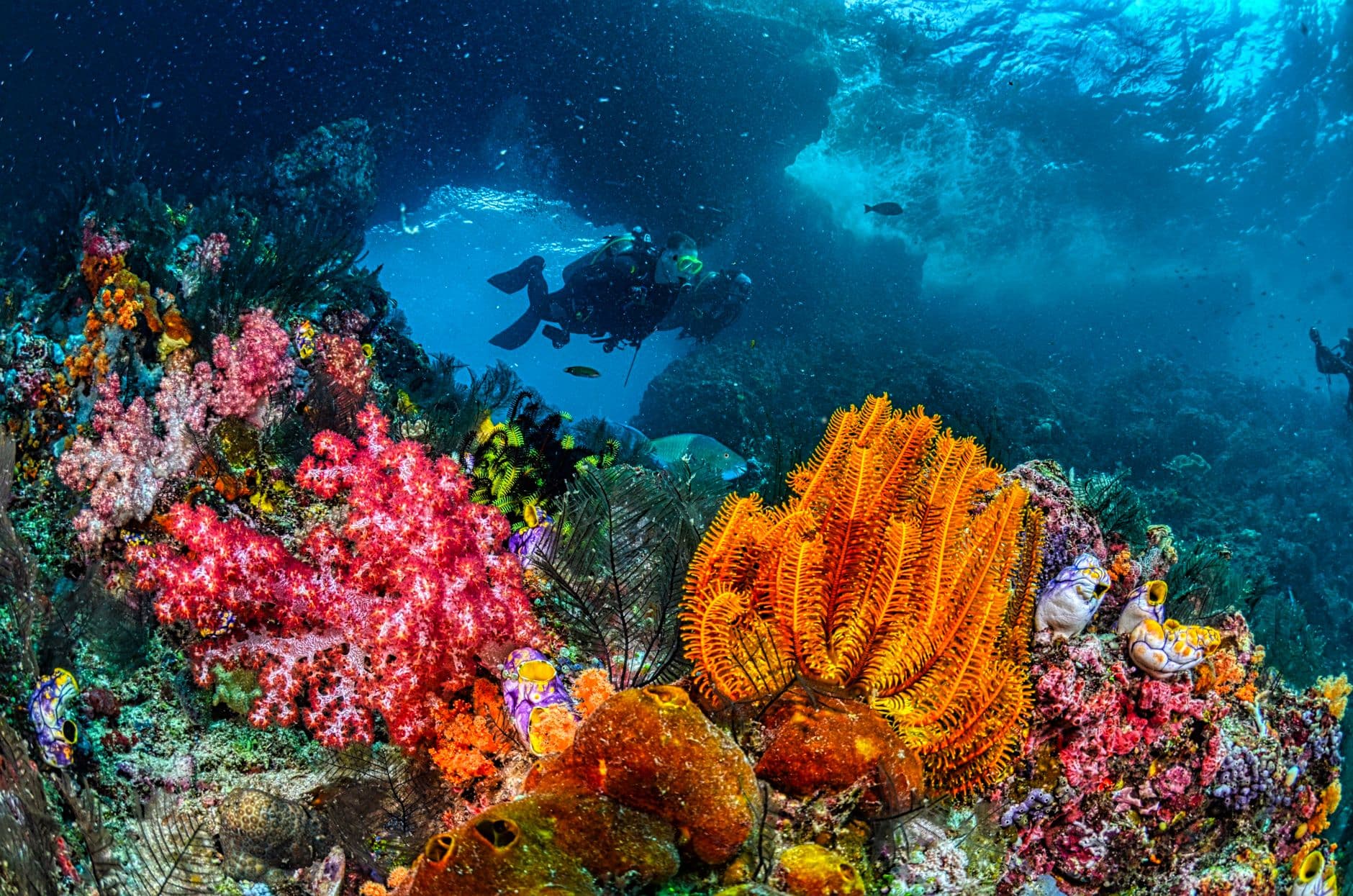 Comoros Dive Guide: The Indian Ocean's Last Frontier
