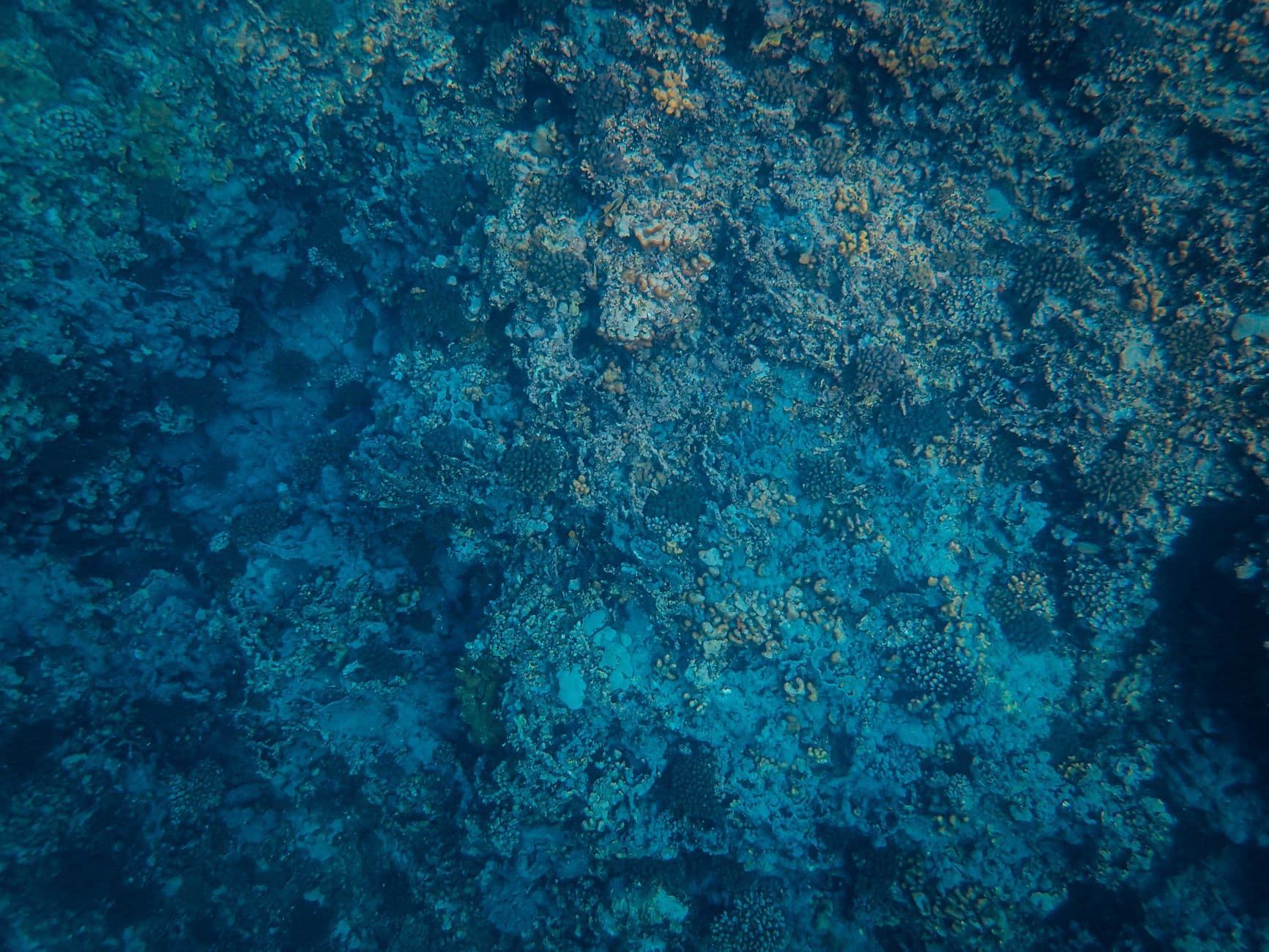 Top Dive Sites in Comoros: Caves, Bays, and Volcanic Reefs