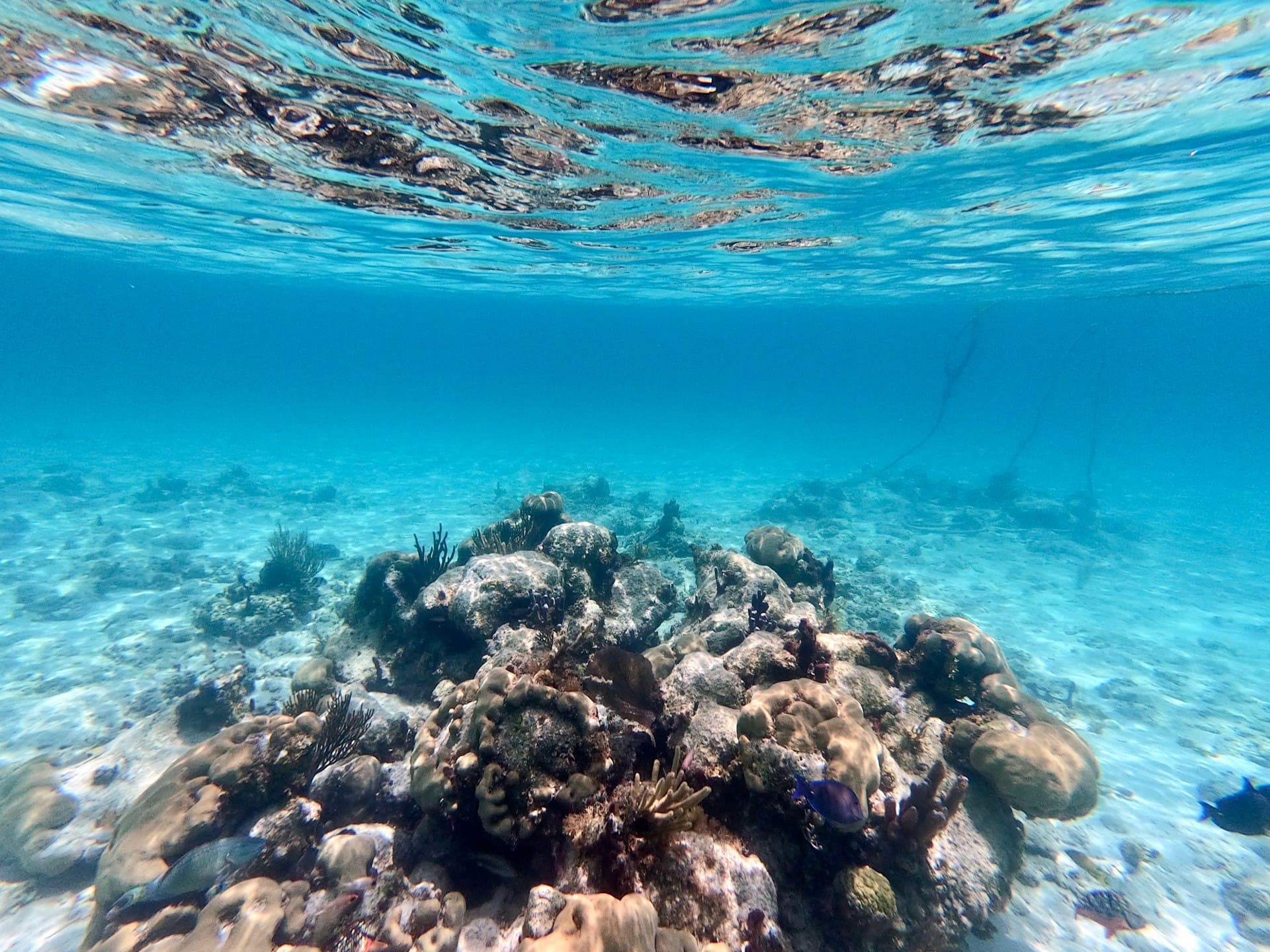 Condiciones de Buceo en Cozumel por Mes — Cuándo Ir