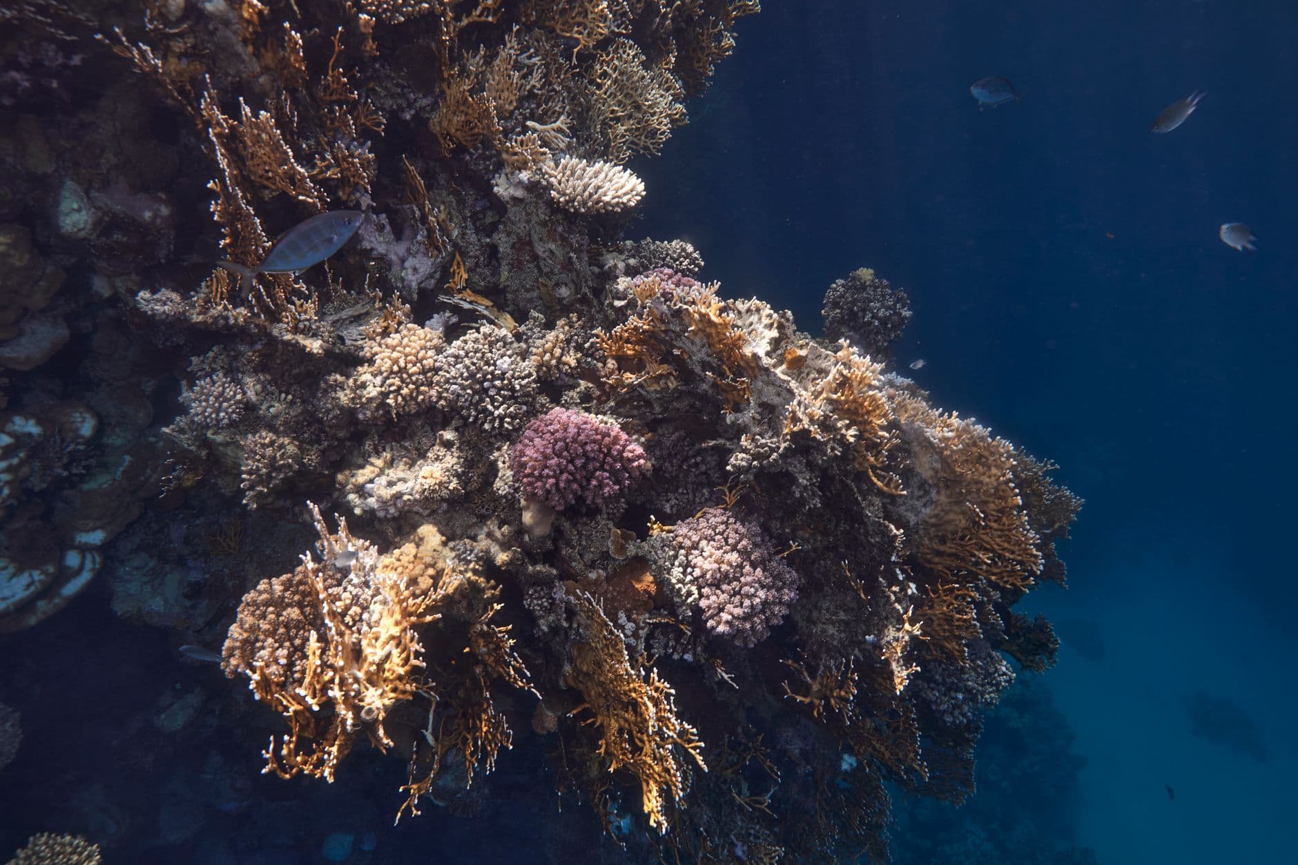 Top 10 Dive Sites in Dahab: Blue Hole, Canyon & Reefs Guide