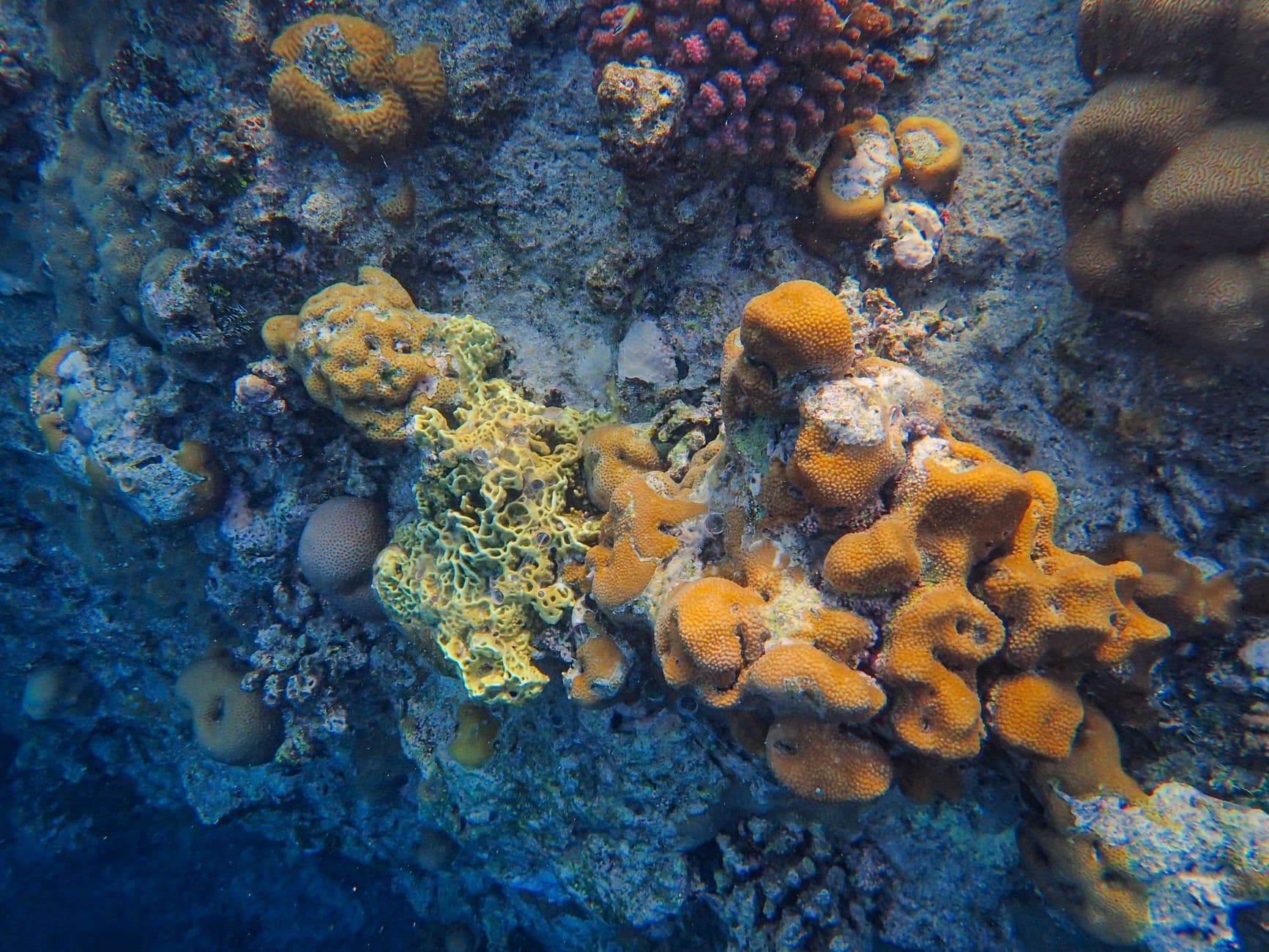 Top Dive Sites in Eritrea: Dahlak Archipelago Guide
