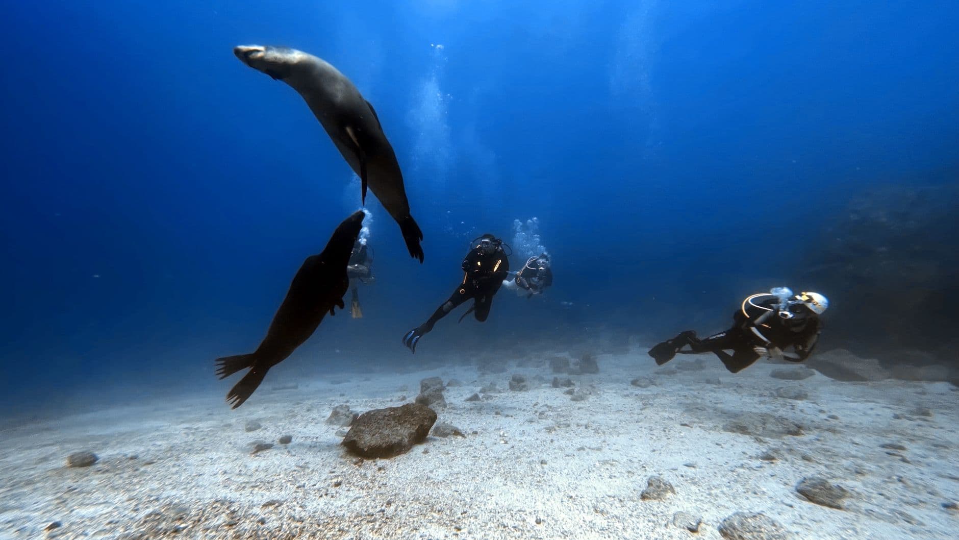 Espiritu Santo Diving: Wrecks and Reefs