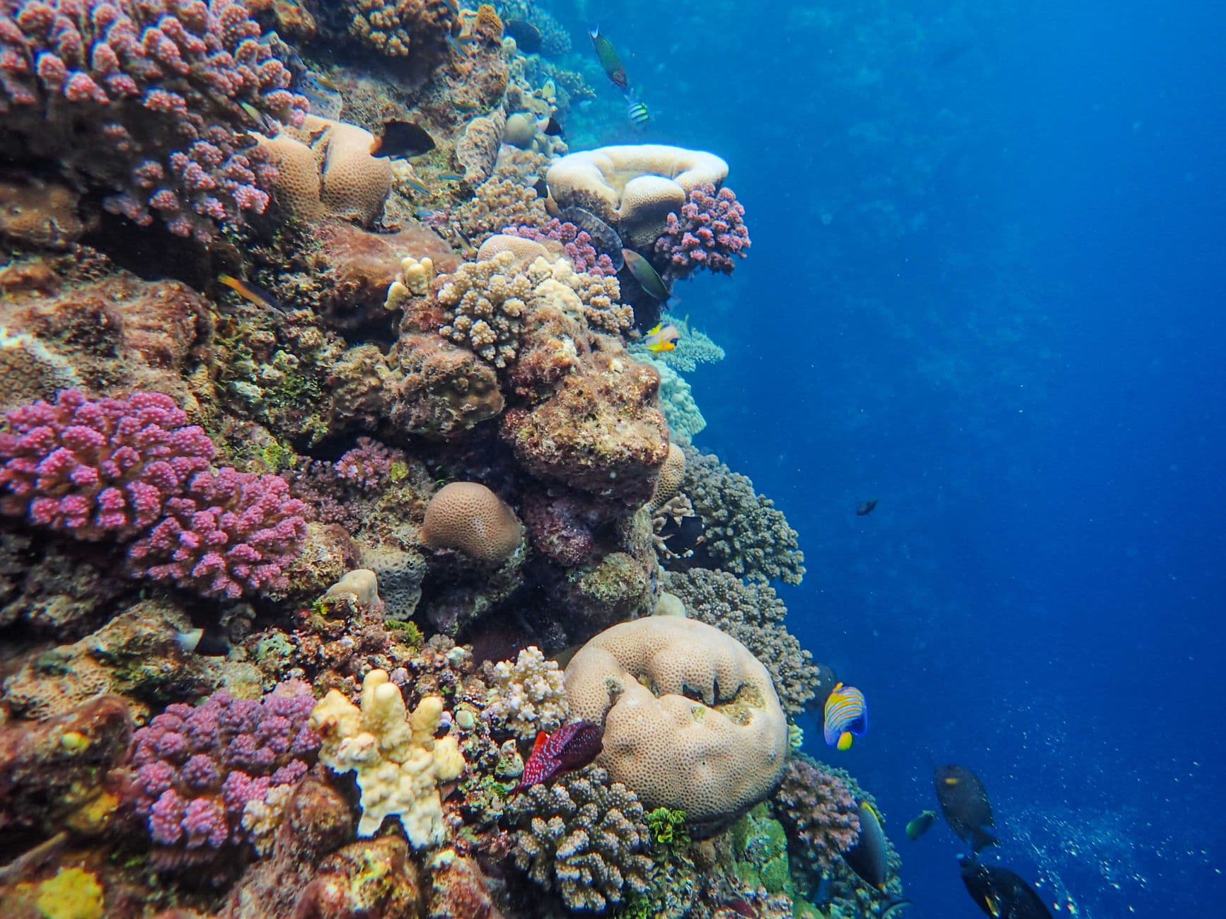 Top 10 Dive Sites in Espiritu Santo
