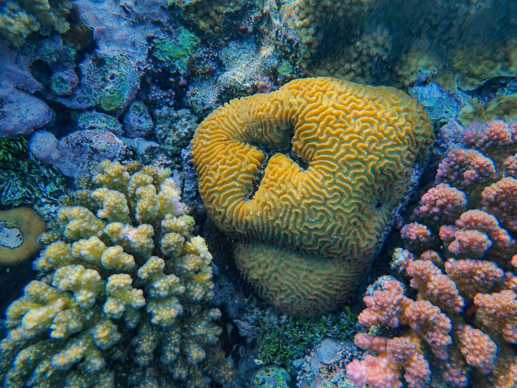 Best Farasan Banks Dive Sites: Hammerheads to Whales
