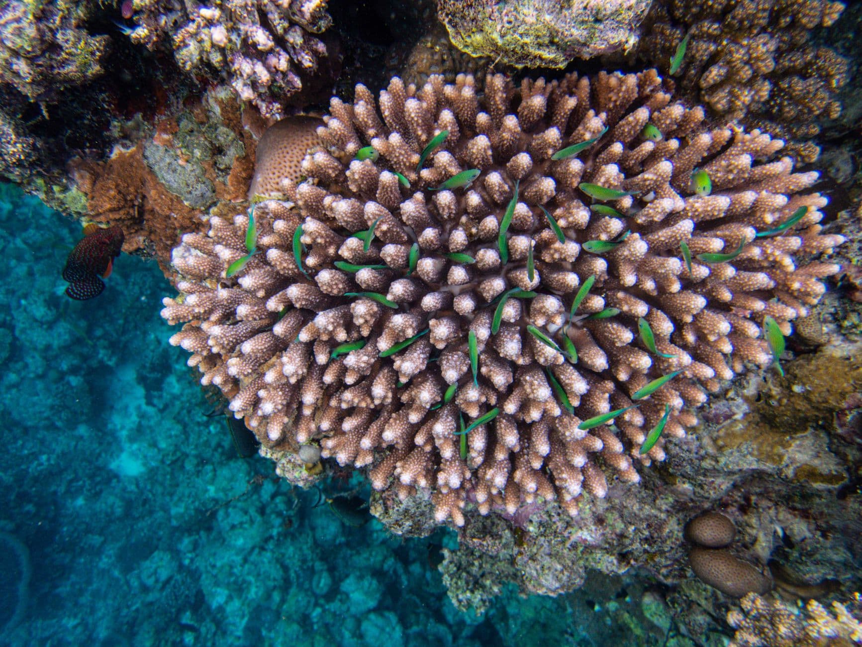 Top 10 Dive Sites in Fiji — Great White Wall to Shark Reef