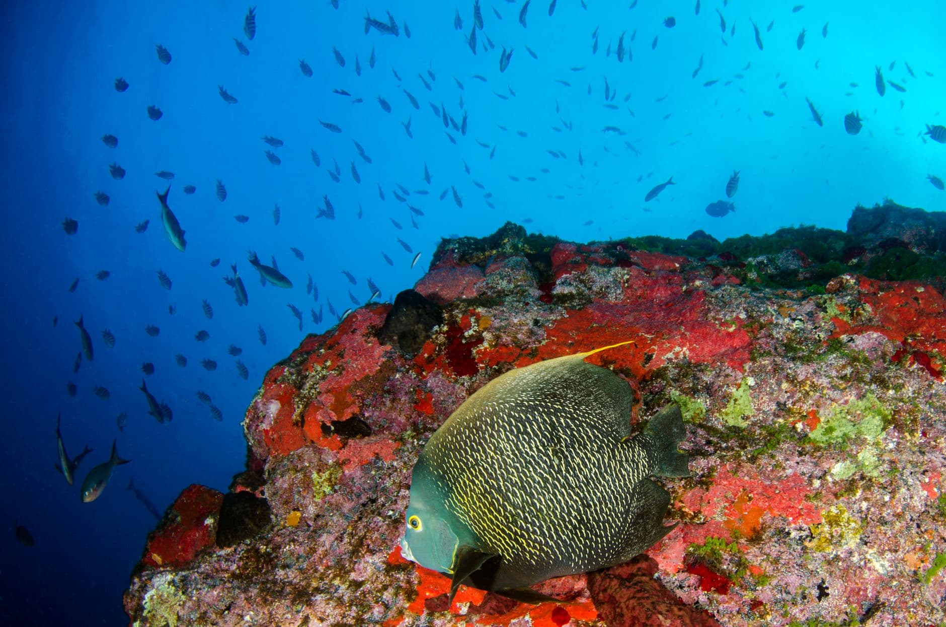 Top 10 Dive Sites in Galápagos: A Complete Guide