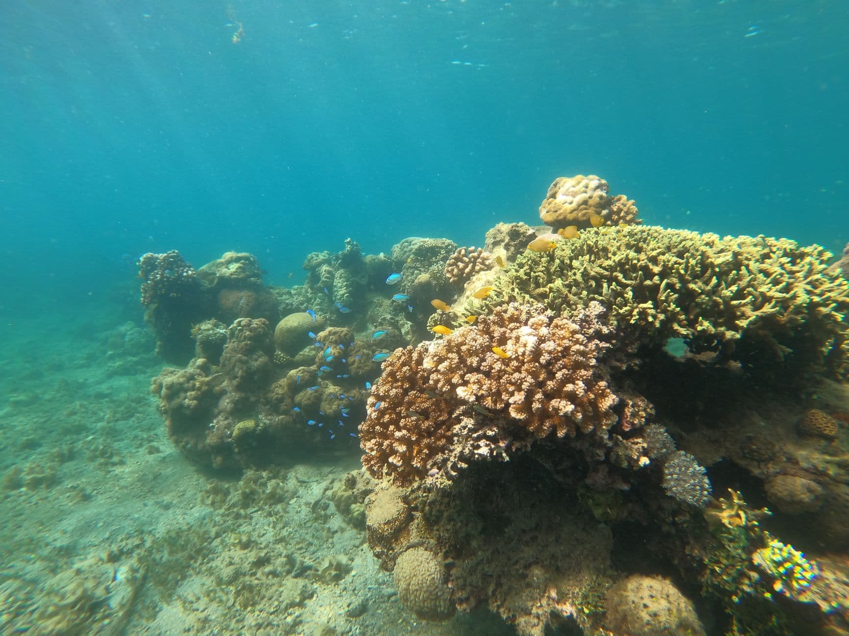 Top 10 Gili Islands Dive Sites: Turtles, Sharks, Drift