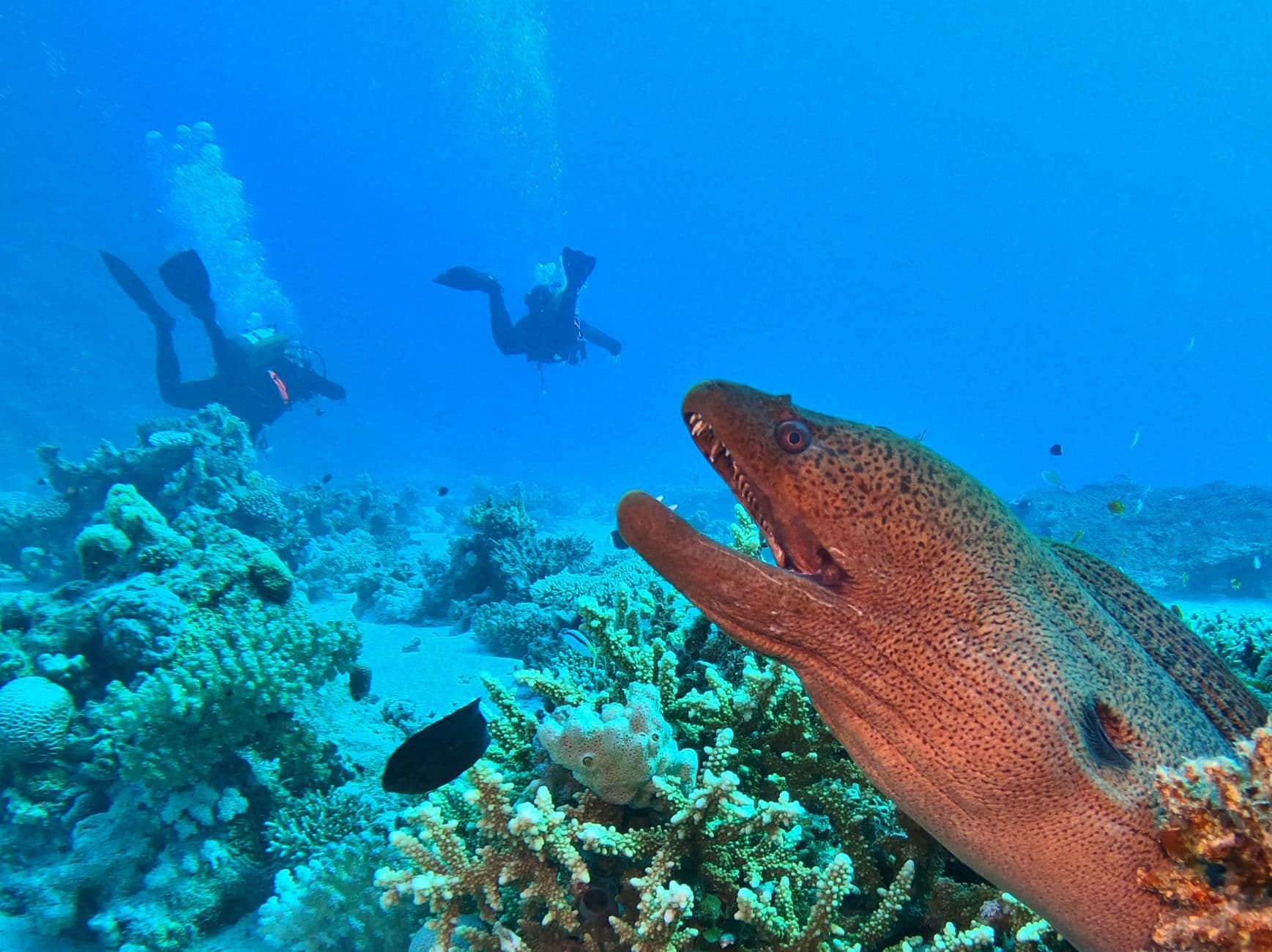 The Complete Great Barrier Reef Diving Guide: Sites & Species