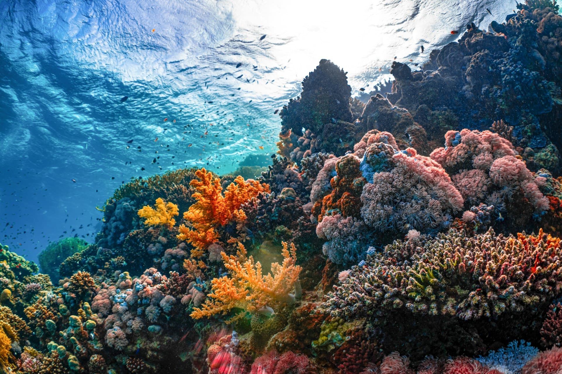 Great Barrier Reef Top Dive Sites: The Ultimate Guide