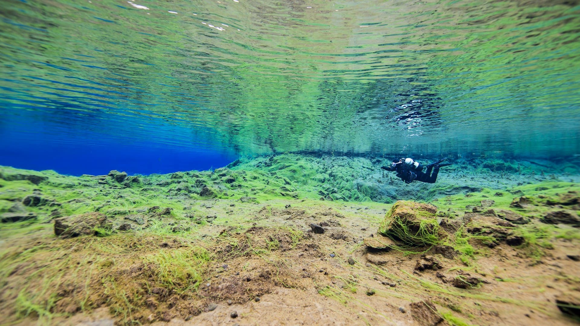 The Complete Iceland Silfra Diving Guide: Sites & Species