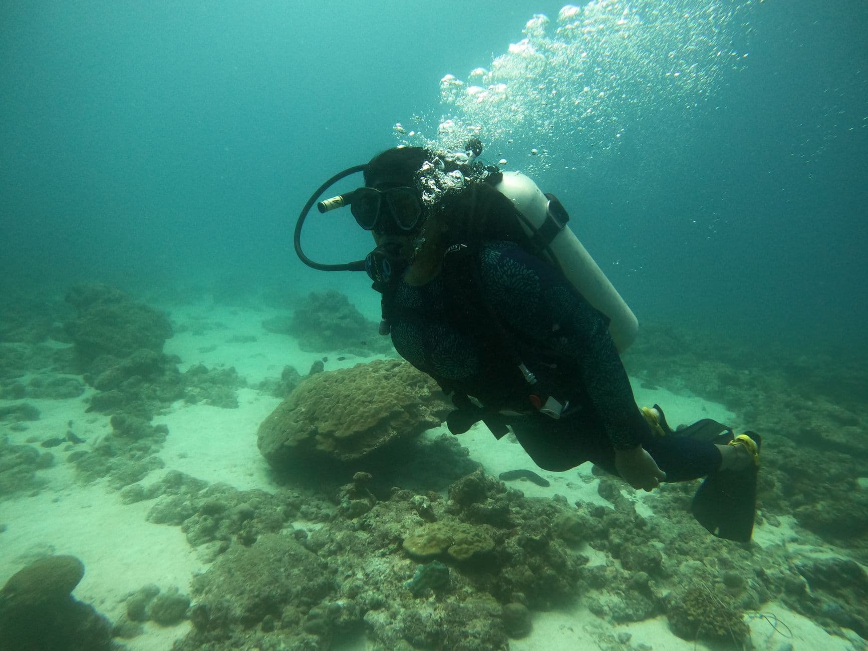 Komodo Dive Guide: Drift Diving, Dragons & Mantas