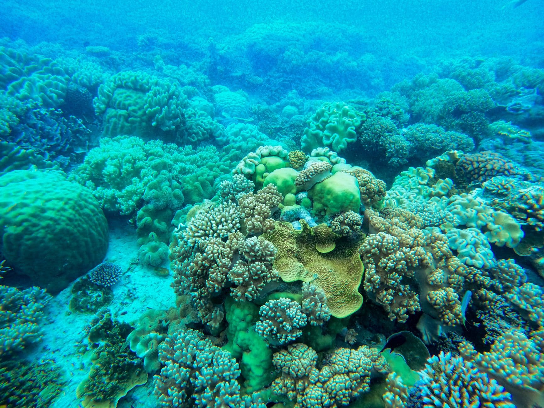 Top 10 Komodo Dive Sites: Cauldron to Cannibal Rock