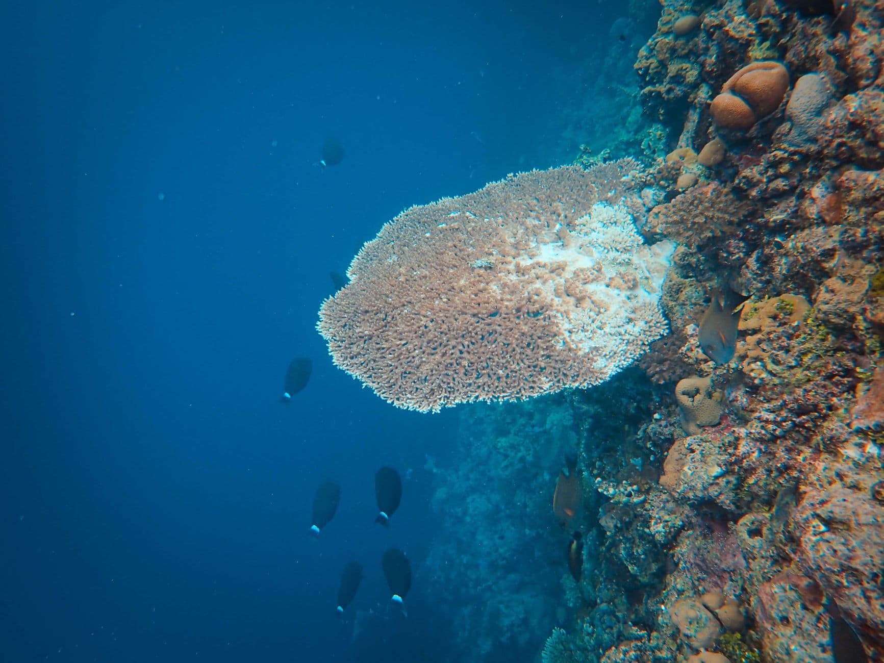 Top 10 Layang Layang Dive Sites: Walls & Gorgonian Forests