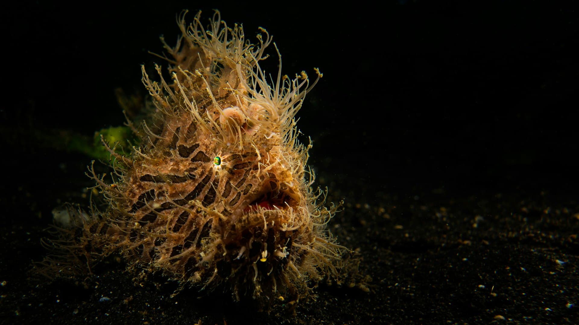 Lembeh Strait Diving: Critter Capital of the World