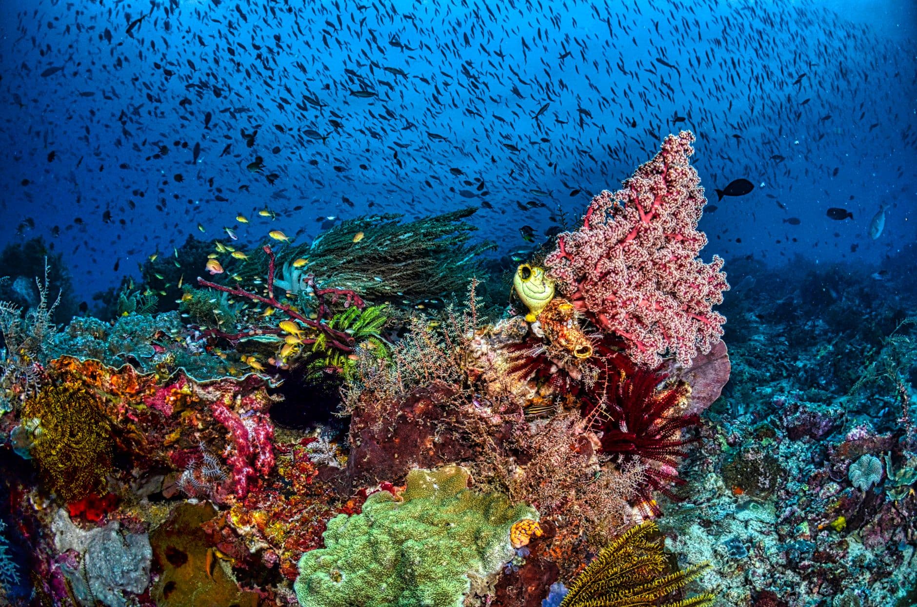 10 Best Dive Sites in Lembeh Strait