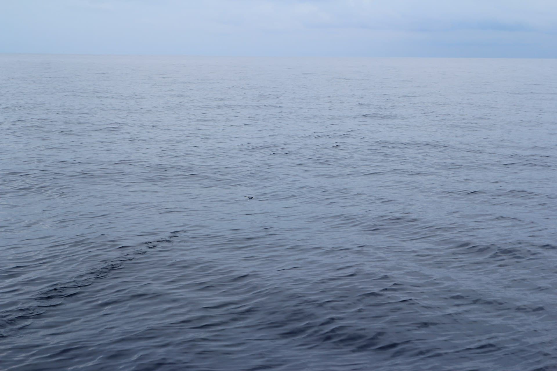 Diving Malapascua: Conditions, Seasons, and What to Expect