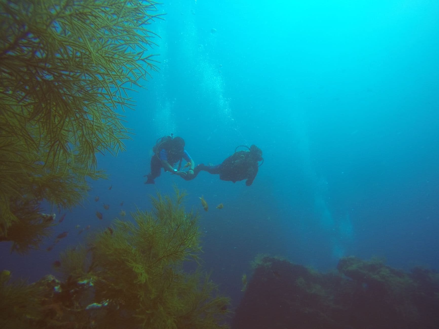 Malapascua Diving Guide: The Thresher Shark Capital