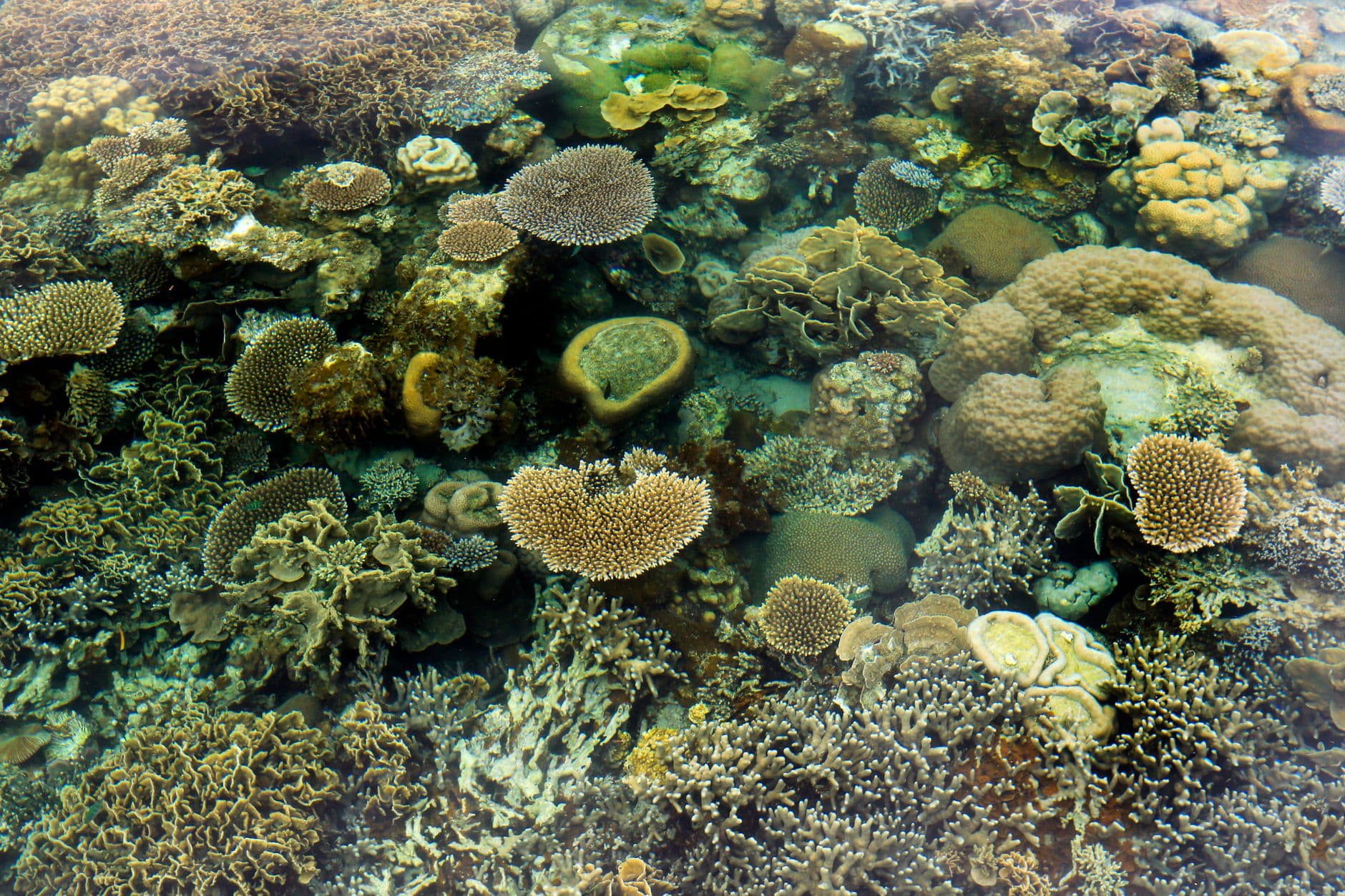 Top 10 Dive Sites in Malapascua: A Complete Guide