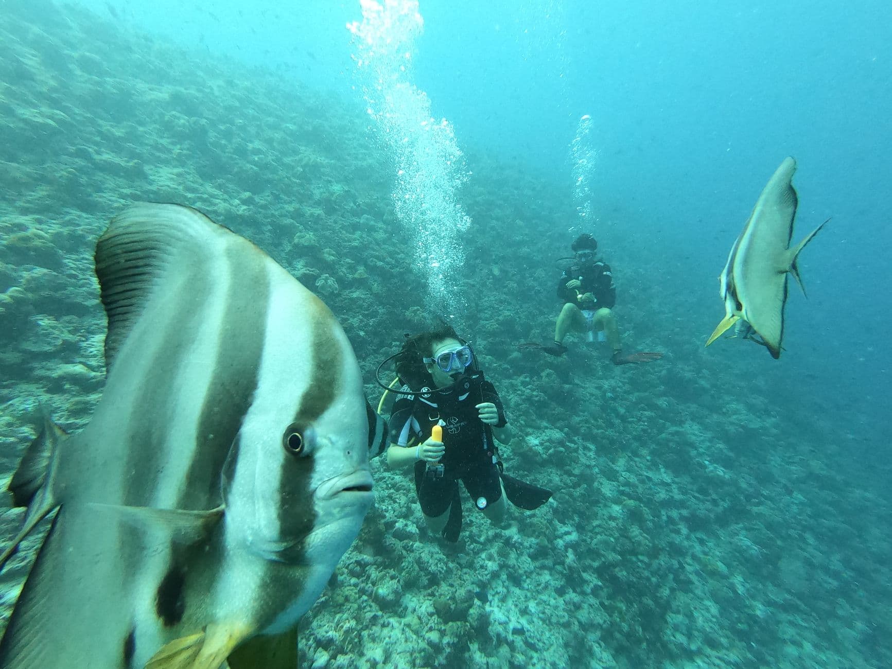 Maldives Diving: The Complete Guide to the Atoll Nation