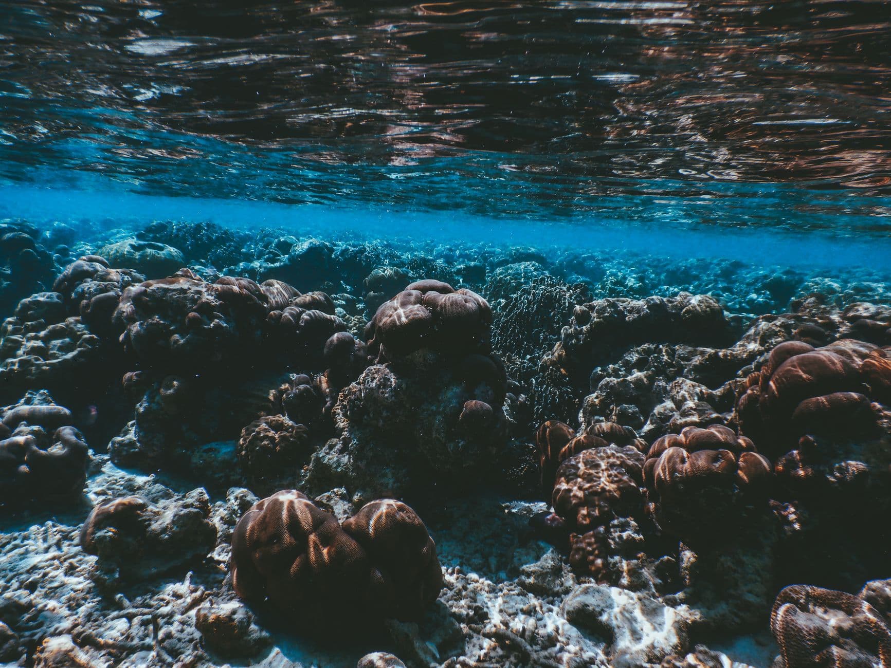 Top 7 Dive Sites in the Maldives: The Definitive Guide