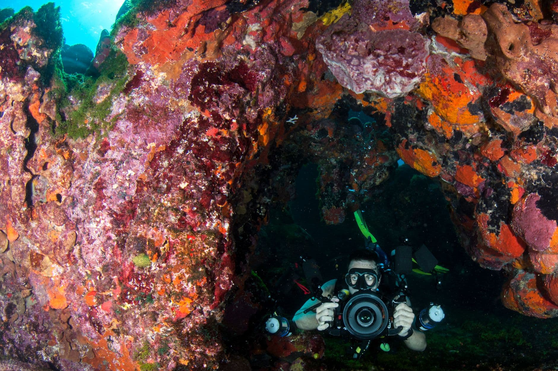 The Complete Malpelo Diving Guide: Sites & Species