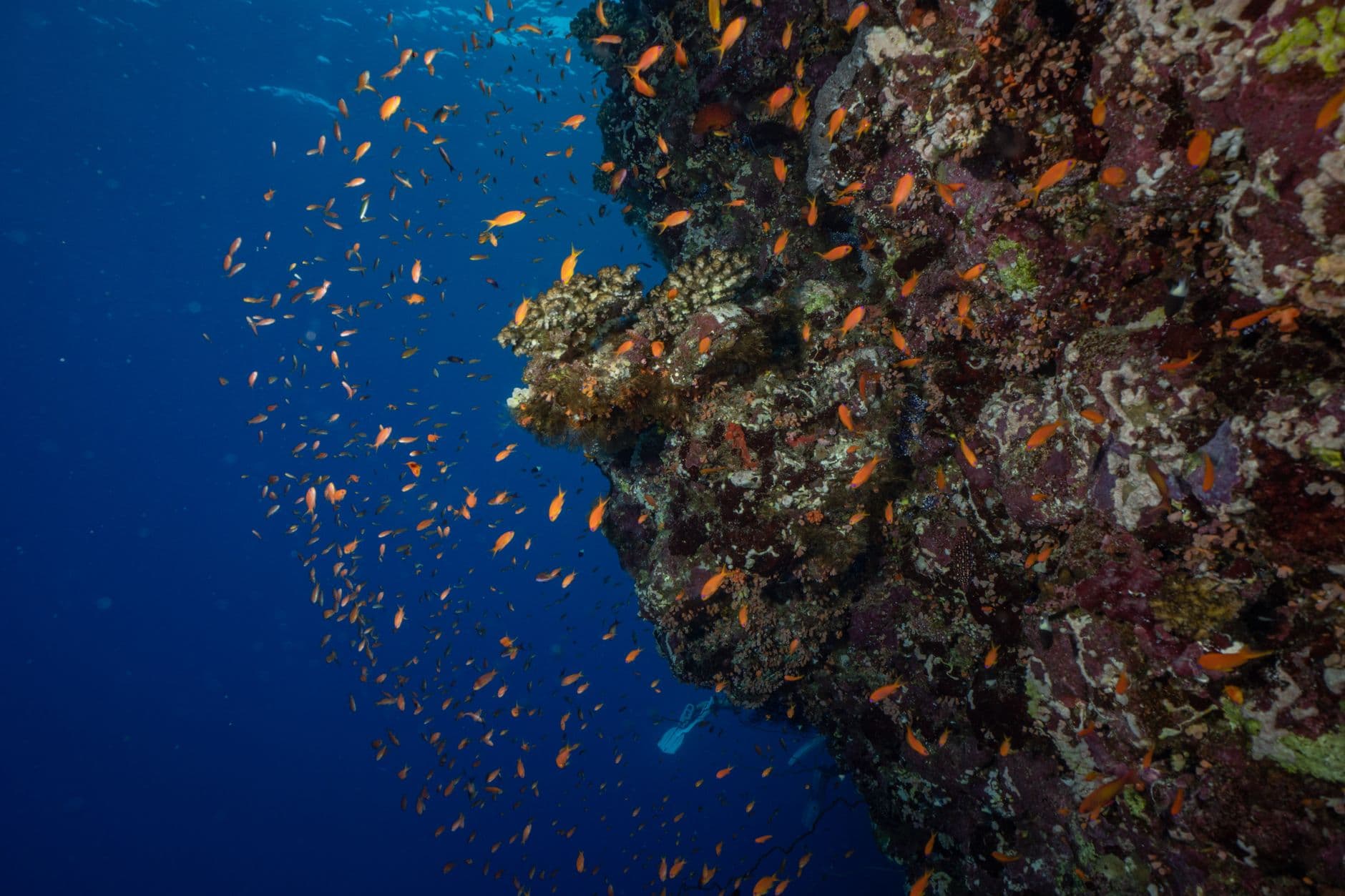 Top 8 Dive Sites at Malpelo Island, Colombia
