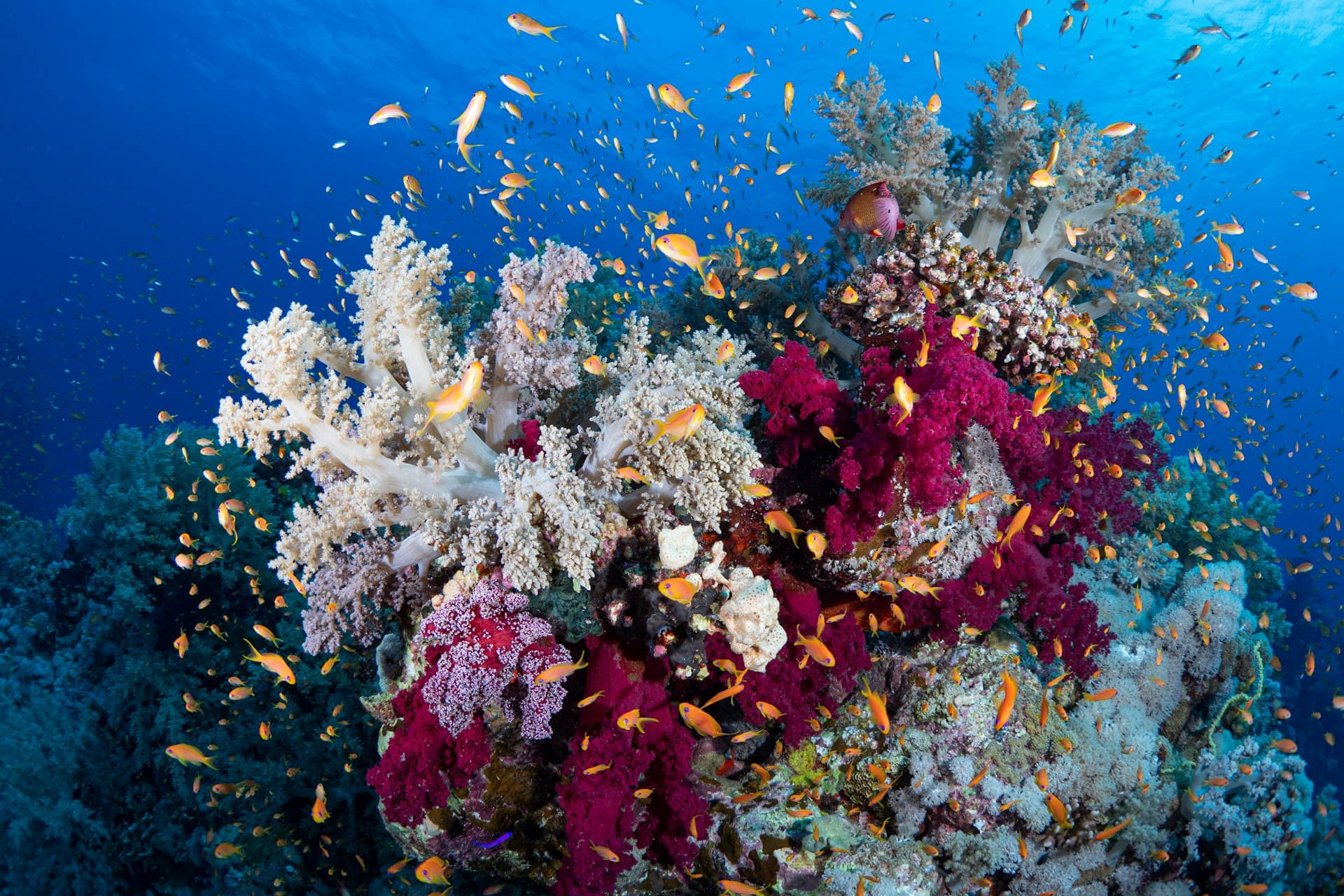 Top 7 Dive Sites in Marsa Alam: A Beginner's Guide
