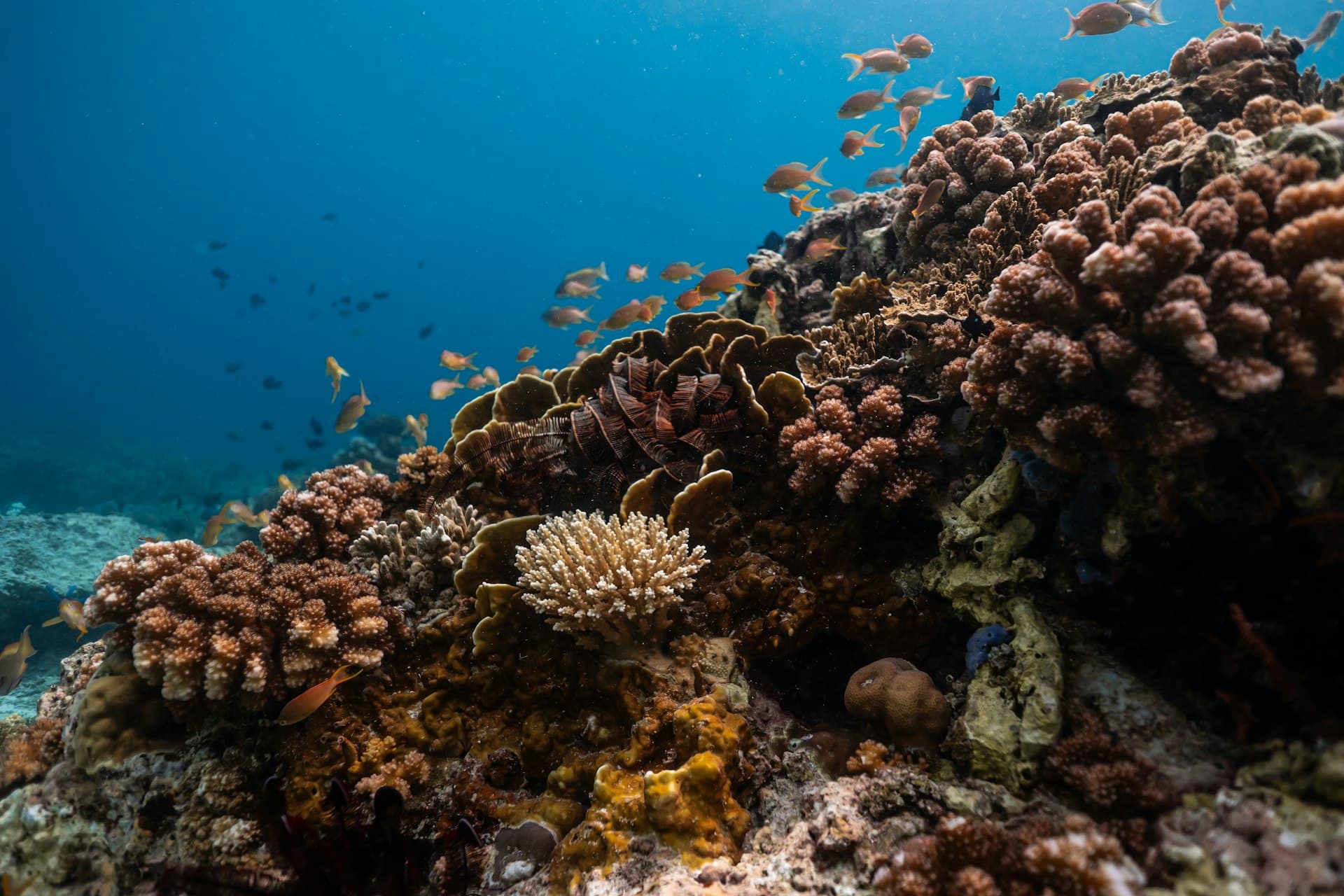 Moalboal Dive Guide — Sardine Run, Pescador & Beyond
