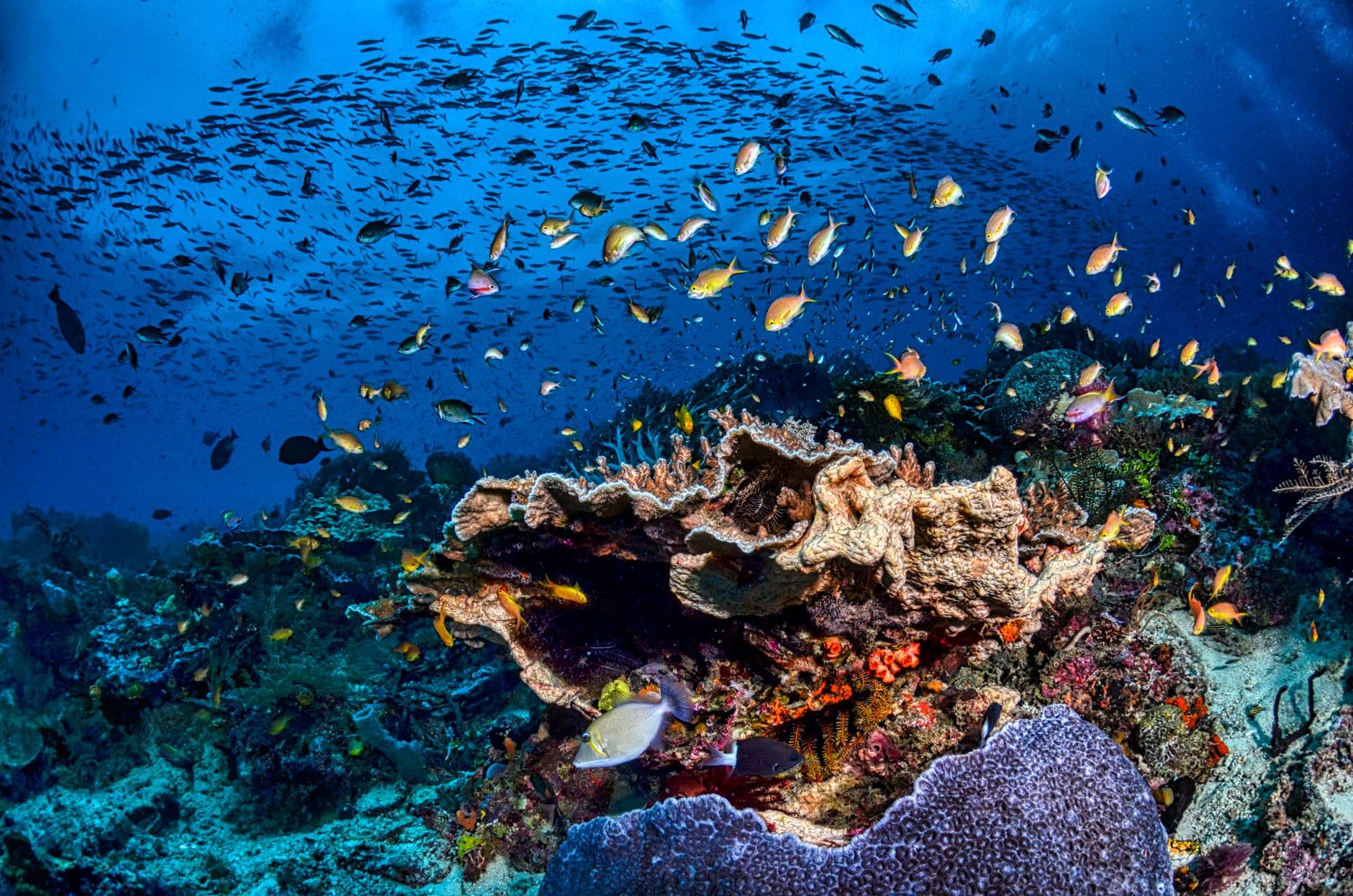 Top Dive Sites in Moalboal — Sardine Run to Sunken Island