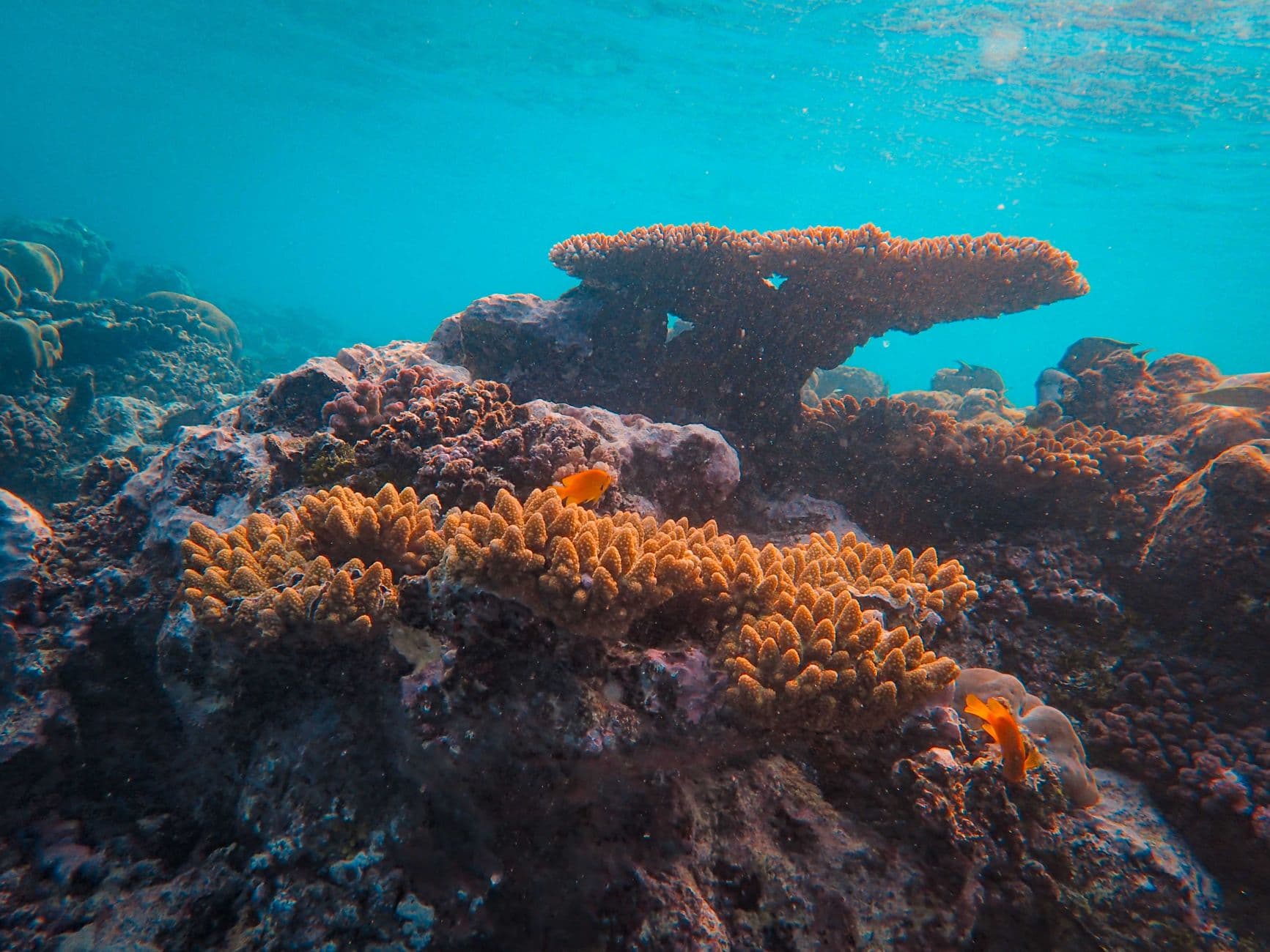 Top 7 Dive Sites in Ponta do Ouro