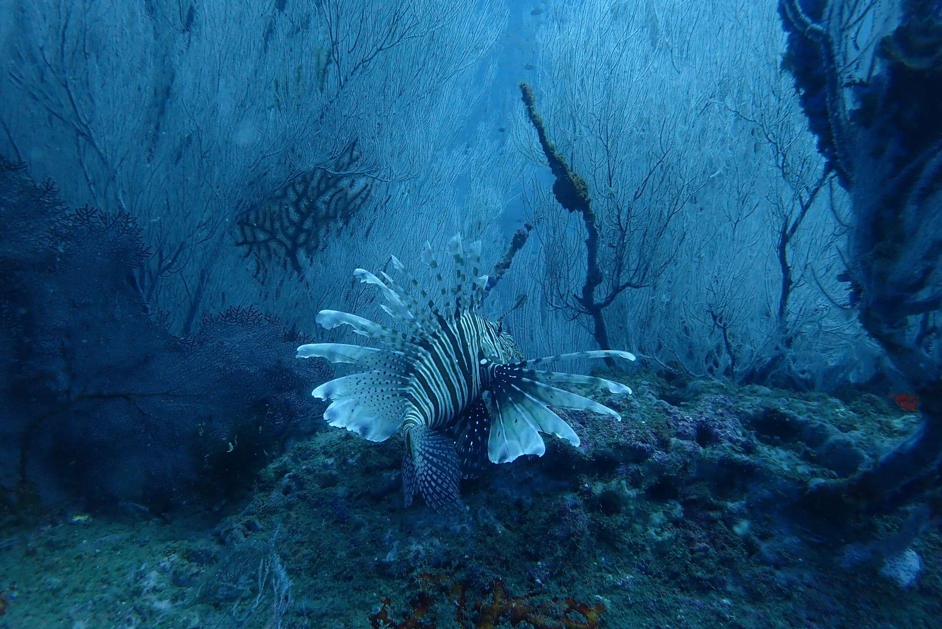 Top Dive Sites in the Nicobar Islands: Ranked and Reviewed