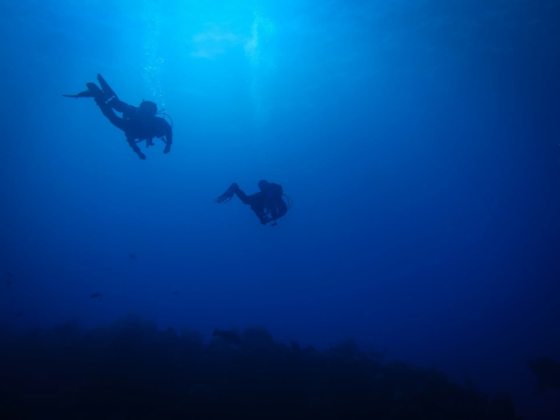 Buceo Nocturno en Cozumel: Cuando el Arrecife Cobra Vida