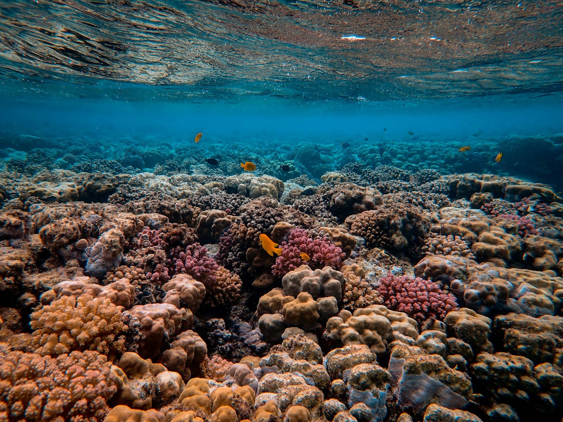 Top 10 Dive Sites in Nusa Penida: A Complete Guide
