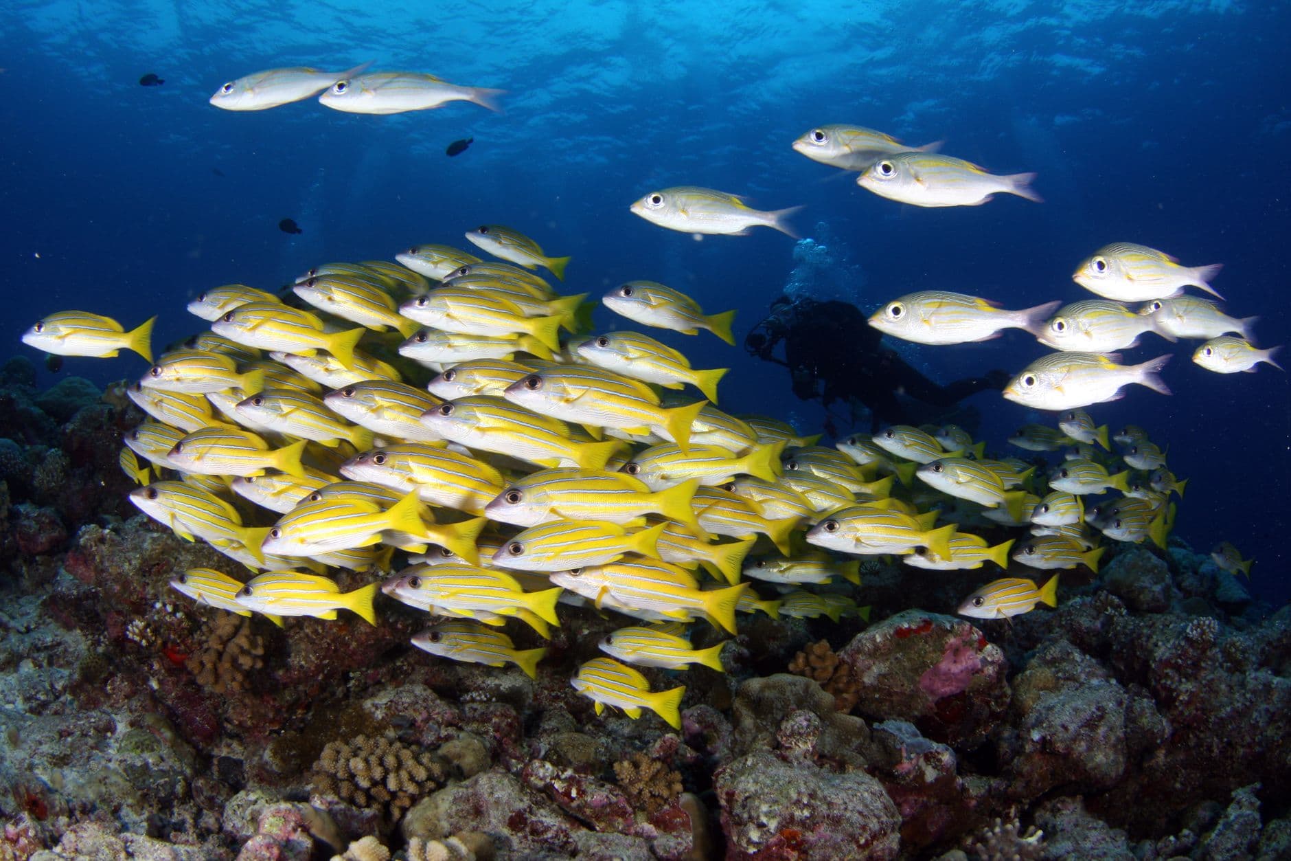 The Complete Palau Diving Guide: Sites, Wrecks & Wildlife