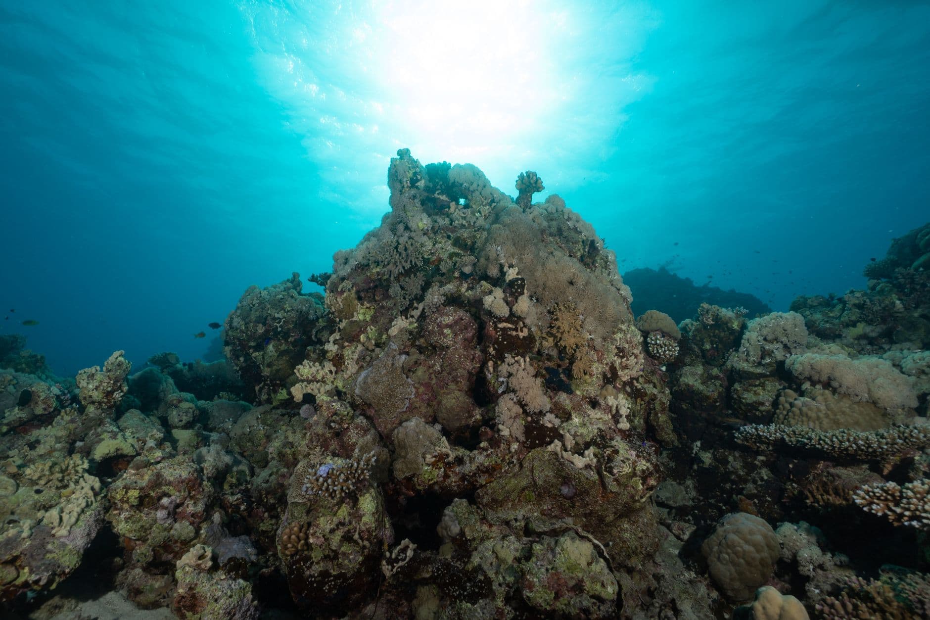 Top 7 Dive Sites in Palau: A Complete Guide