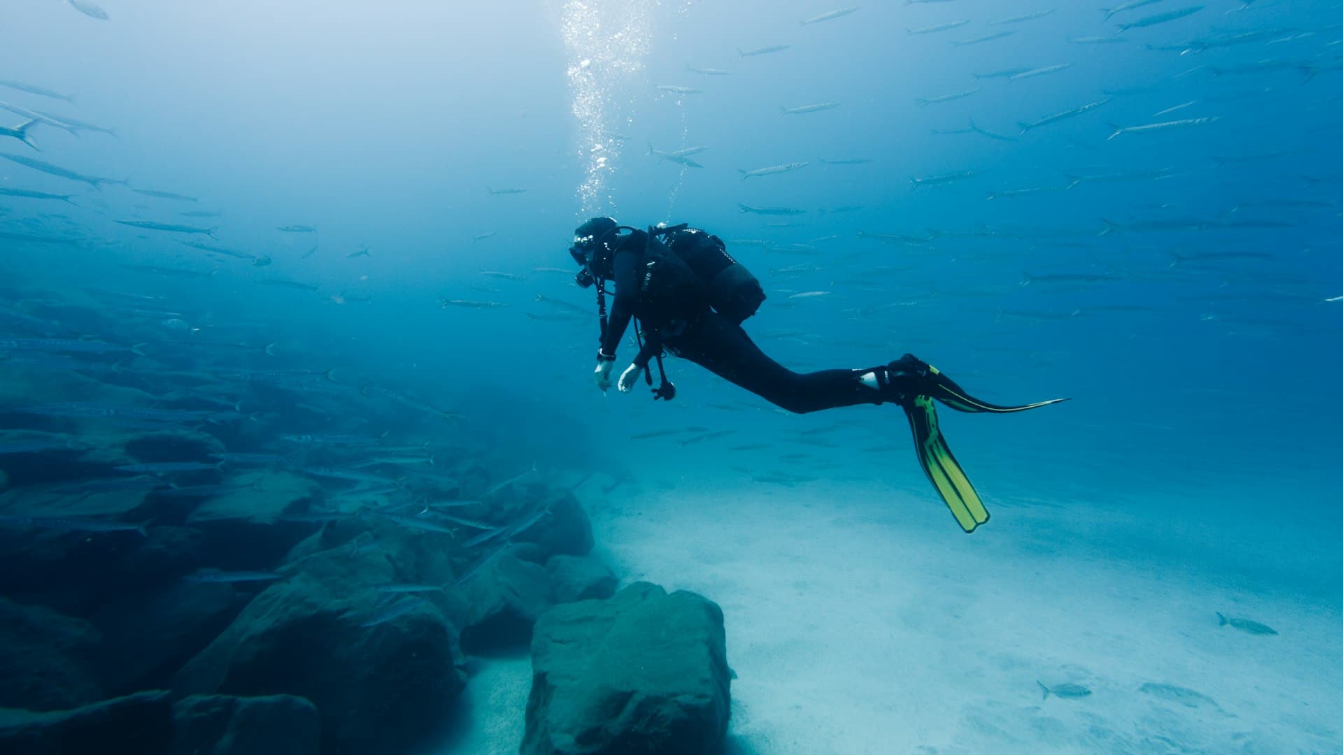 Poor Knights Islands Diving Guide