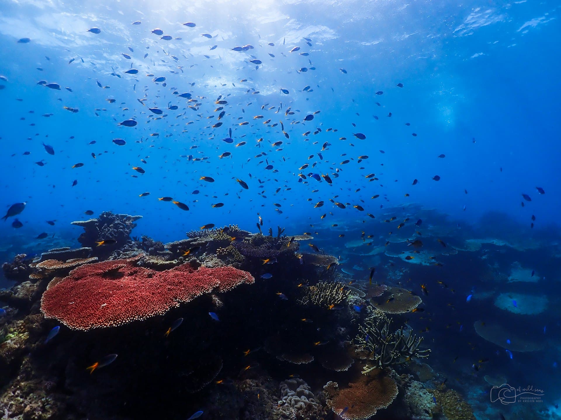 Top 8 Poor Knights Dive Sites